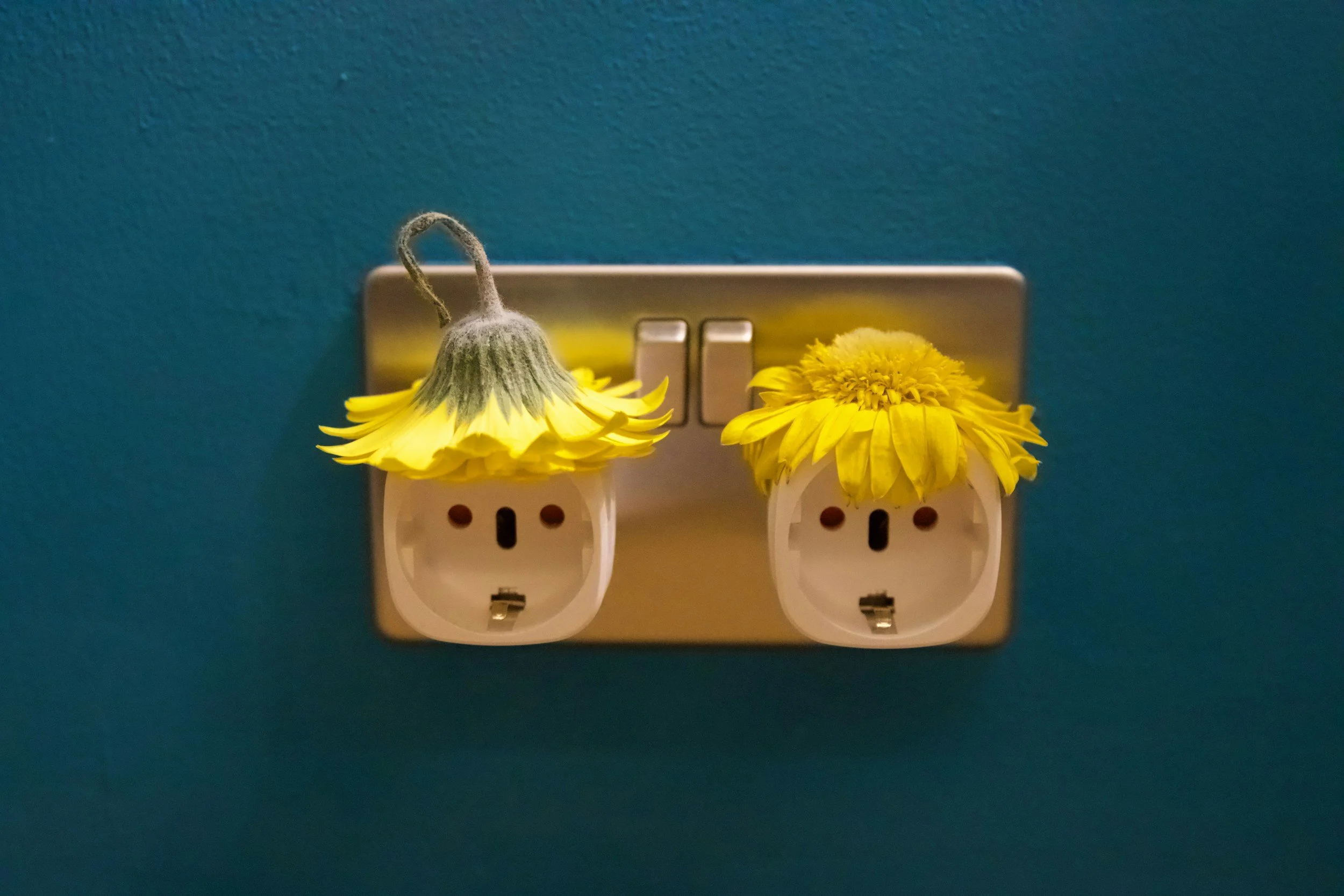 Two yellow flowers with fuzzy stems inserted into UK electrical power adapters plugged into a wall socket against a blue wall.