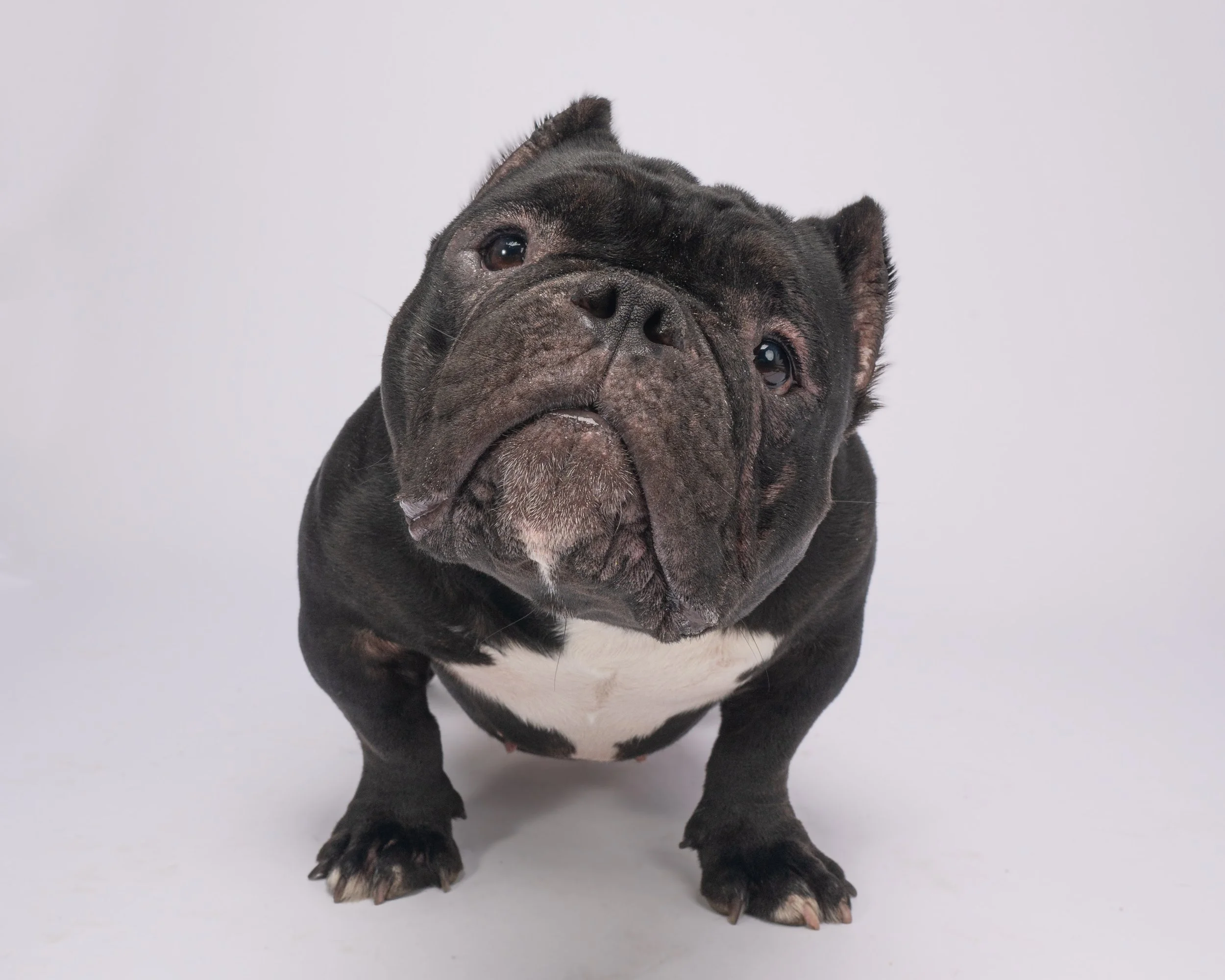A black French Bulldog with a white chest, looking at the camera with a blank expression against a plain light background.