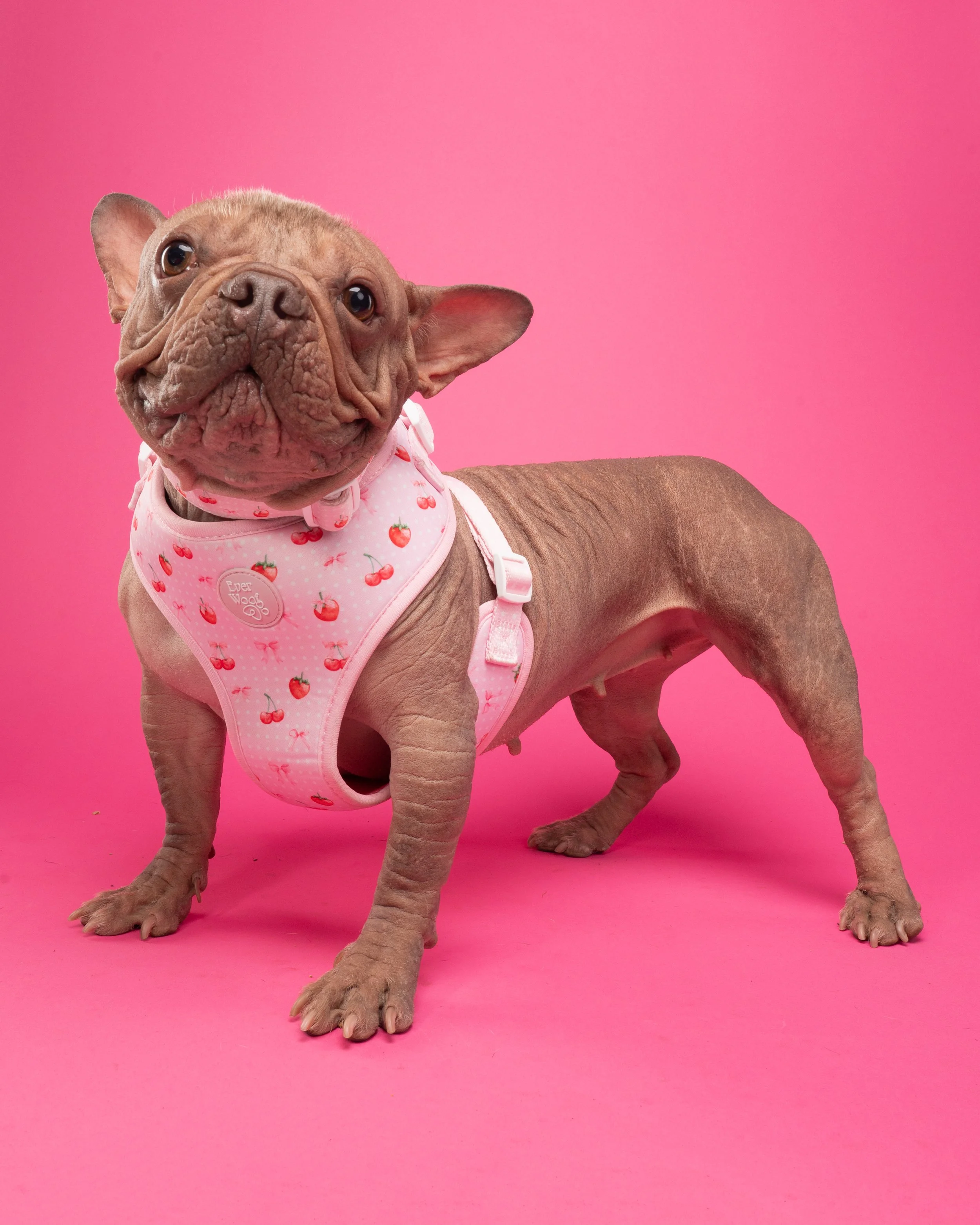 A dog with a wrinkled face, wearing a pink harness with strawberries, standing on a pink background.