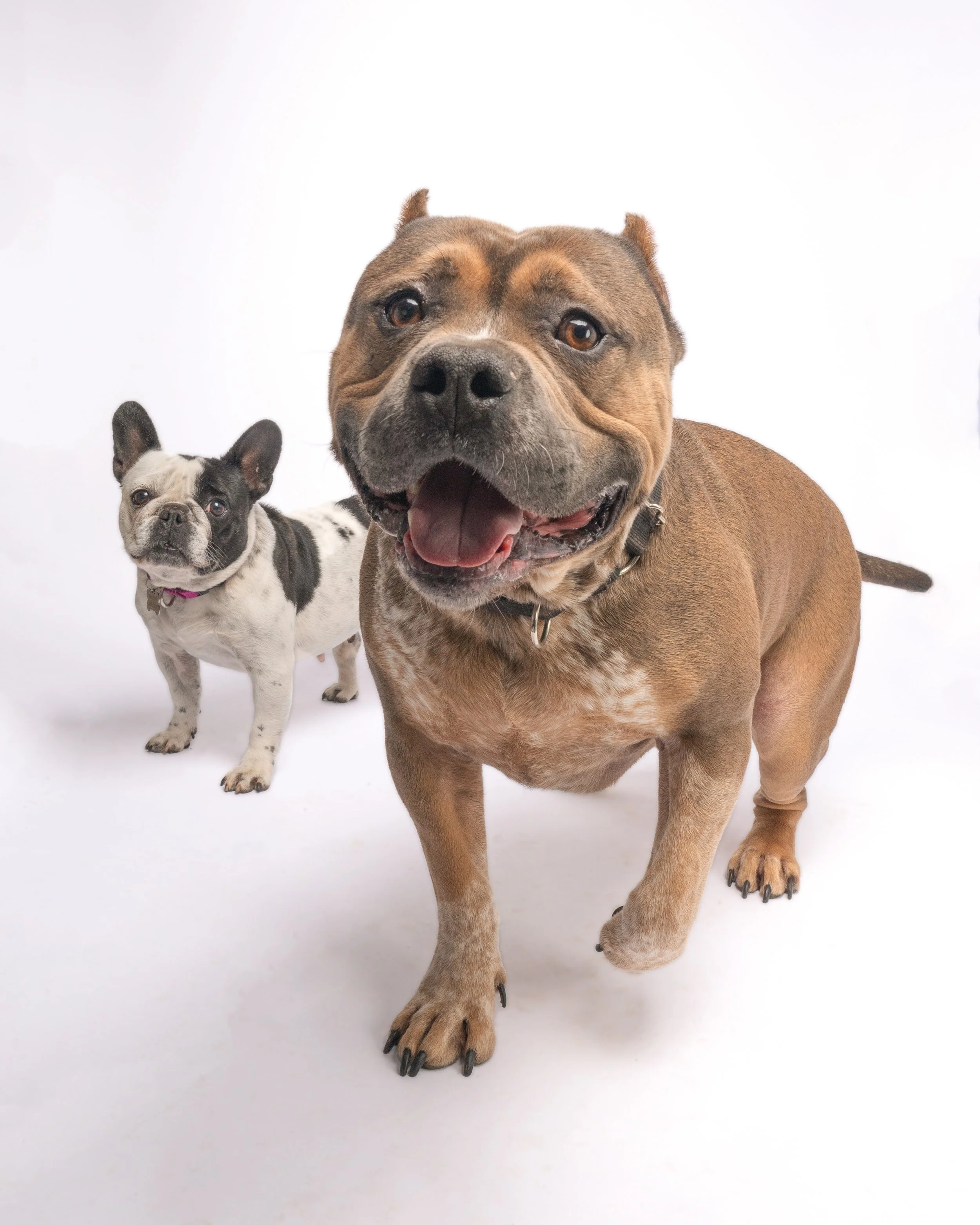 Two dogs, a brown and white bulldog front and center, and a smaller black and white French bulldog behind, standing on a white background.