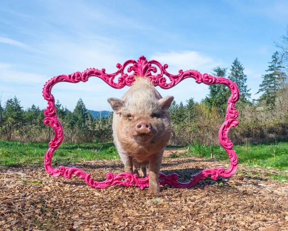 A pig standing outdoors on a dirt path, framed by an ornate pink picture frame, with trees and a blue sky in the background.