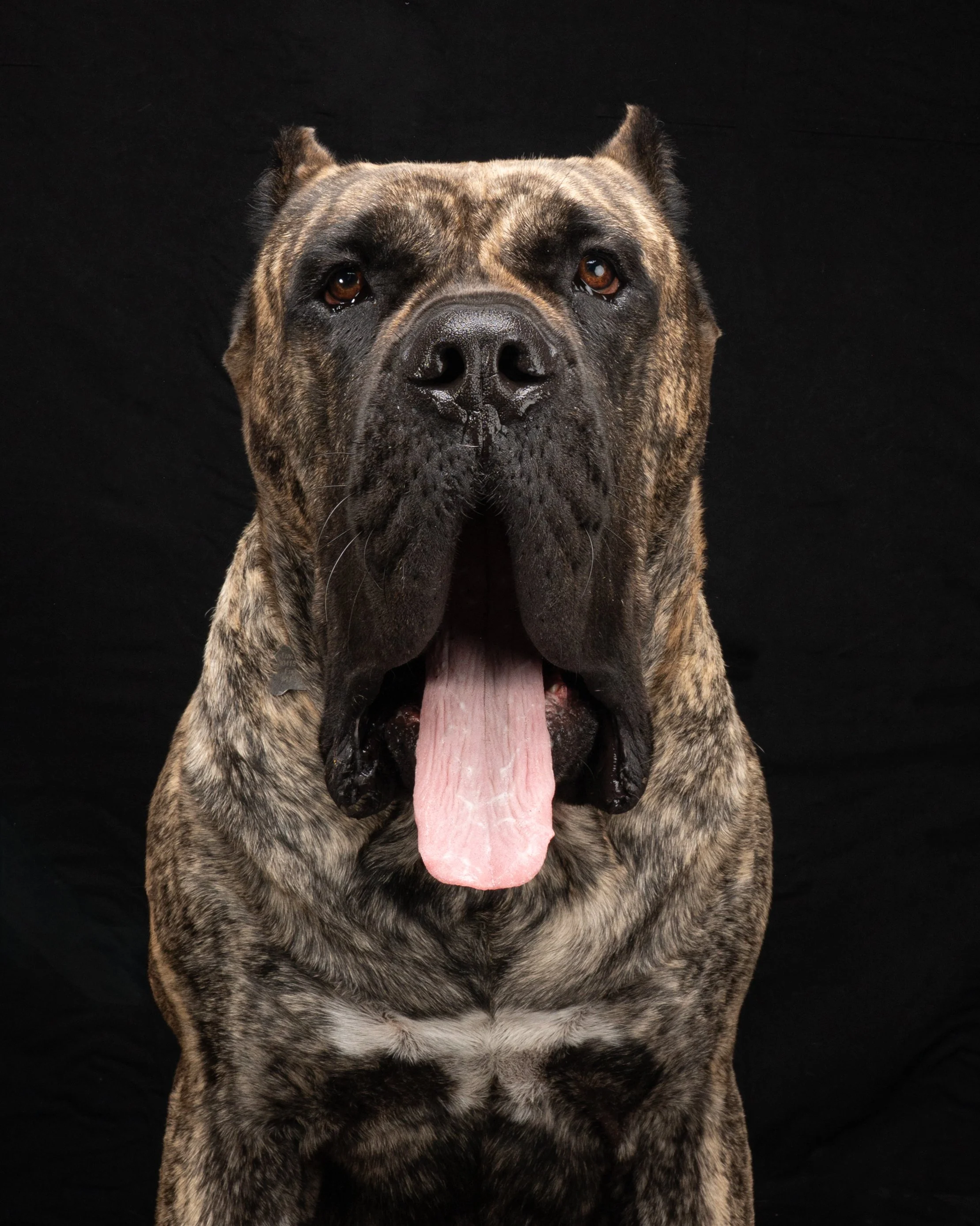 Brindle dog with a large head, droopy ears, and pink tongue hanging out, set against a black background.