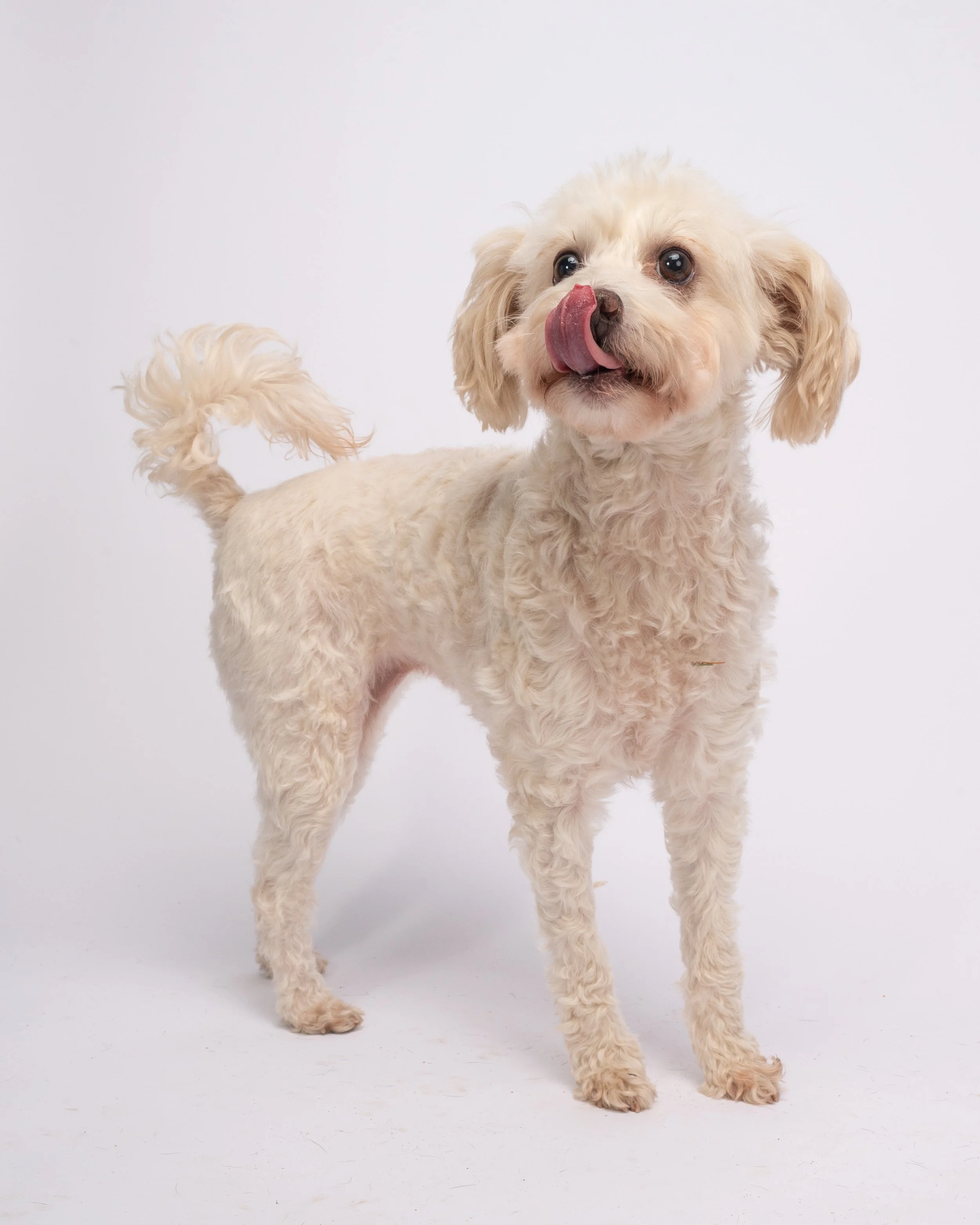 A small light-colored curly-haired dog with floppy ears standing against a white background, licking its nose.