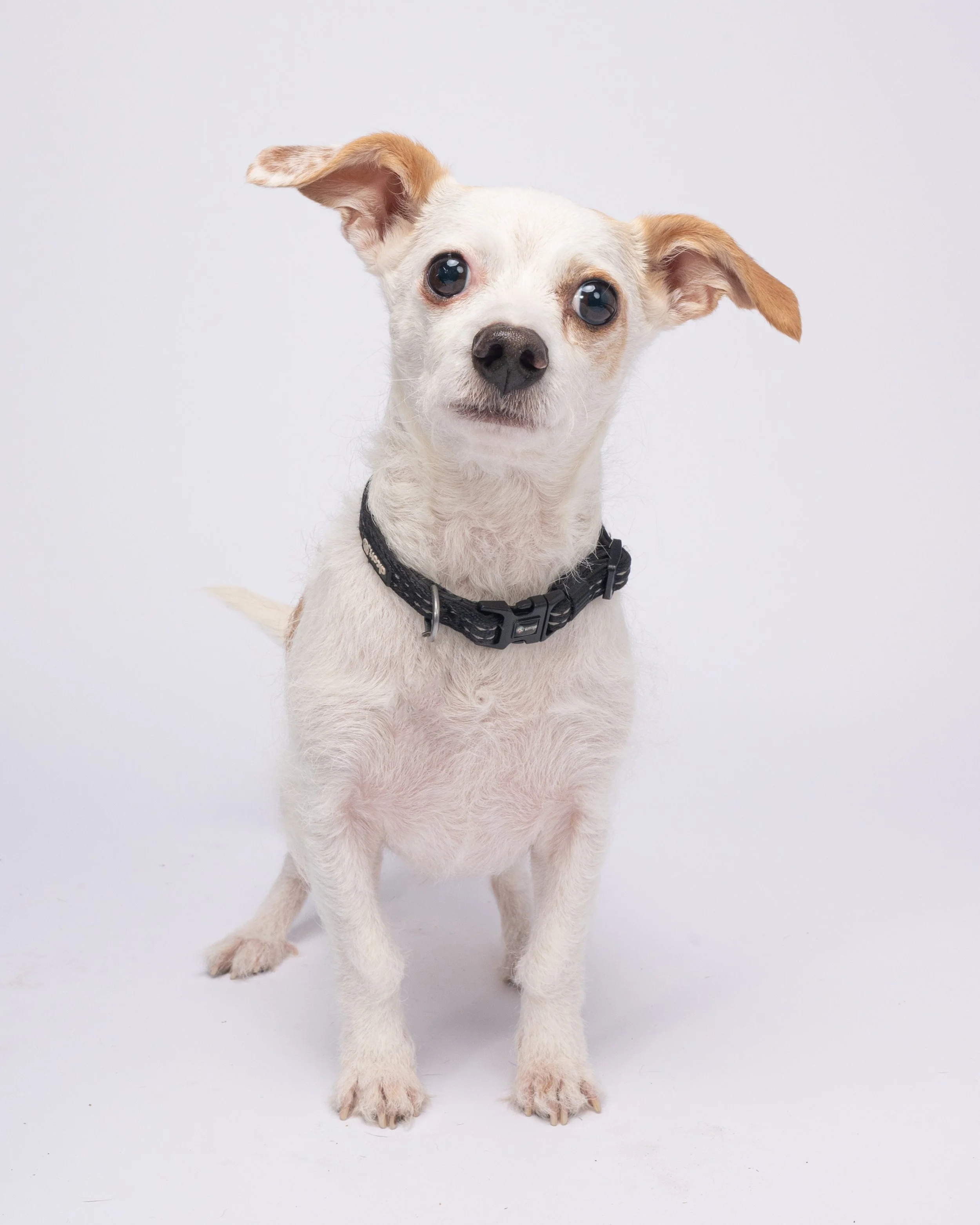 A small white dog with brown ears and expressive eyes, wearing a black collar, sitting against a plain white background.