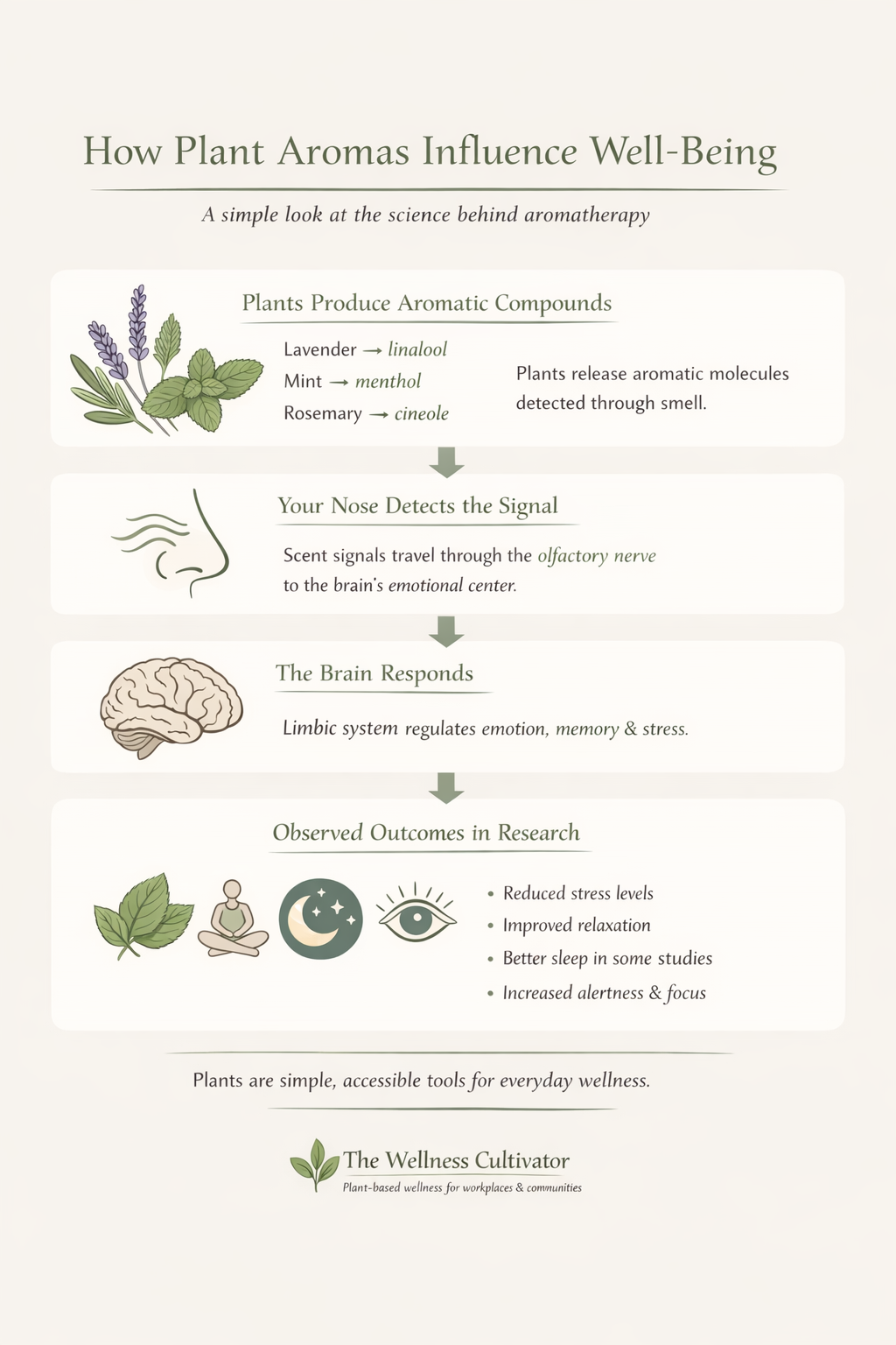 graphic showing aroma and the brain