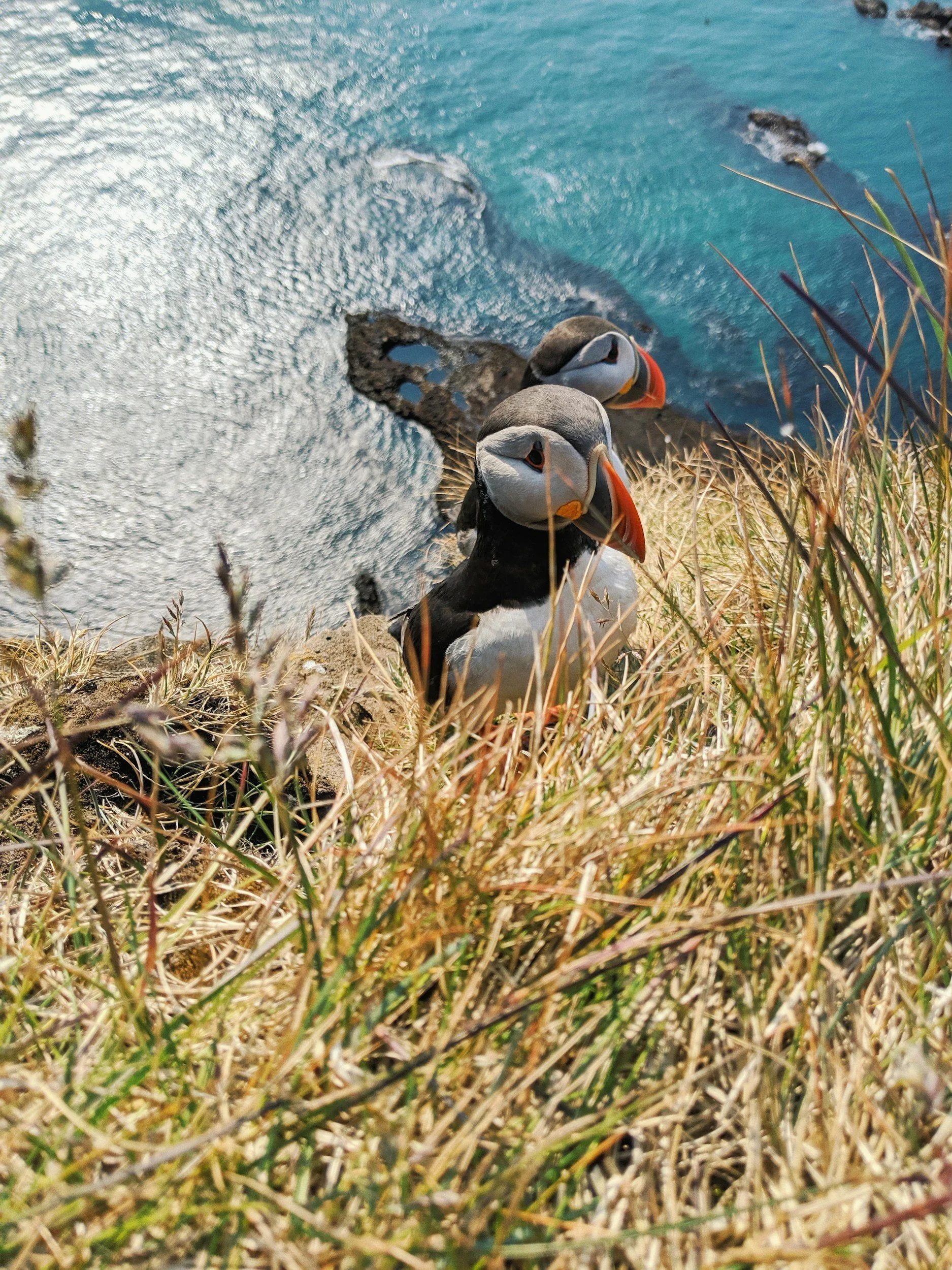 Puffins in Iceland