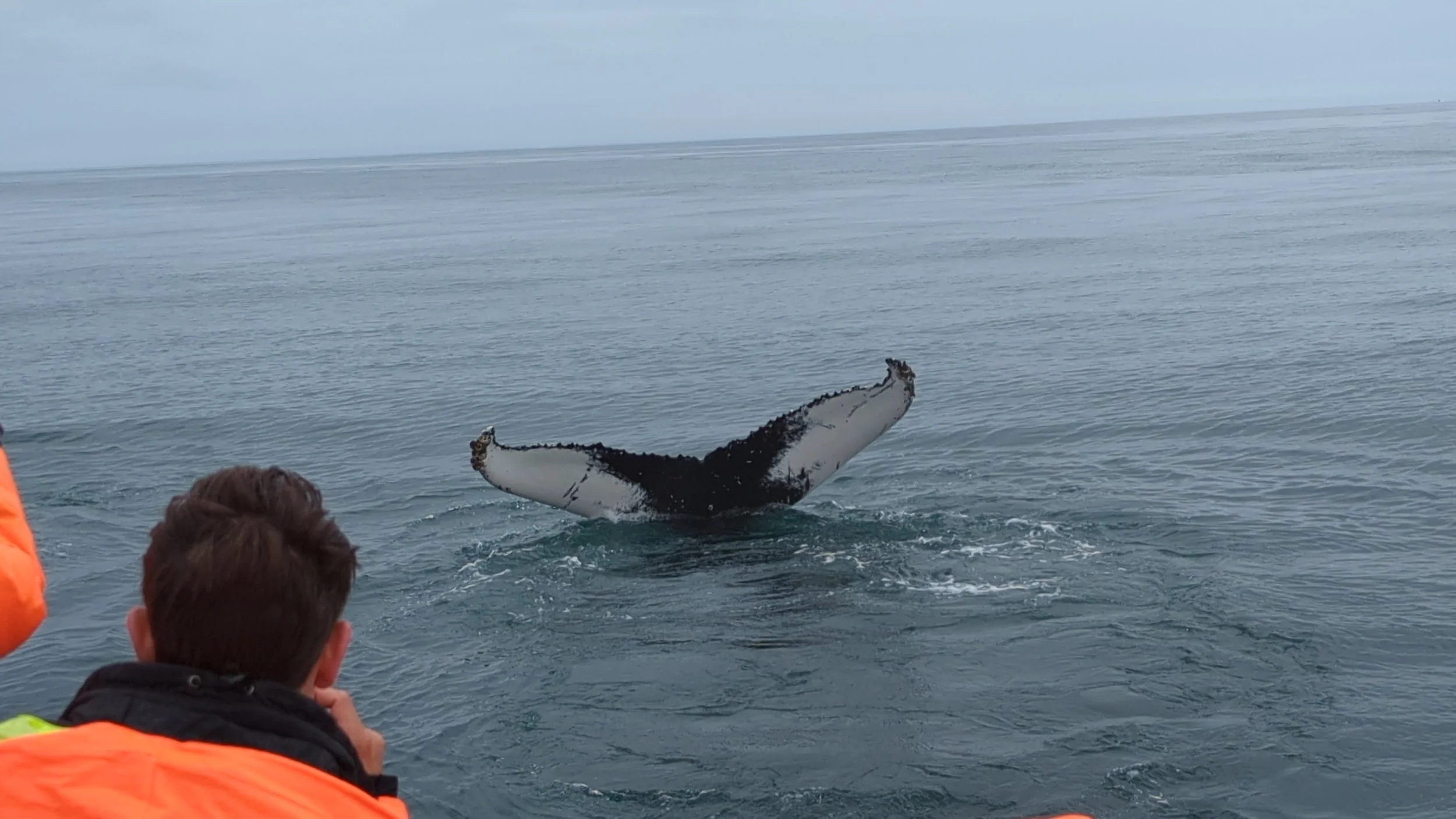 Yes, the whales came that close!