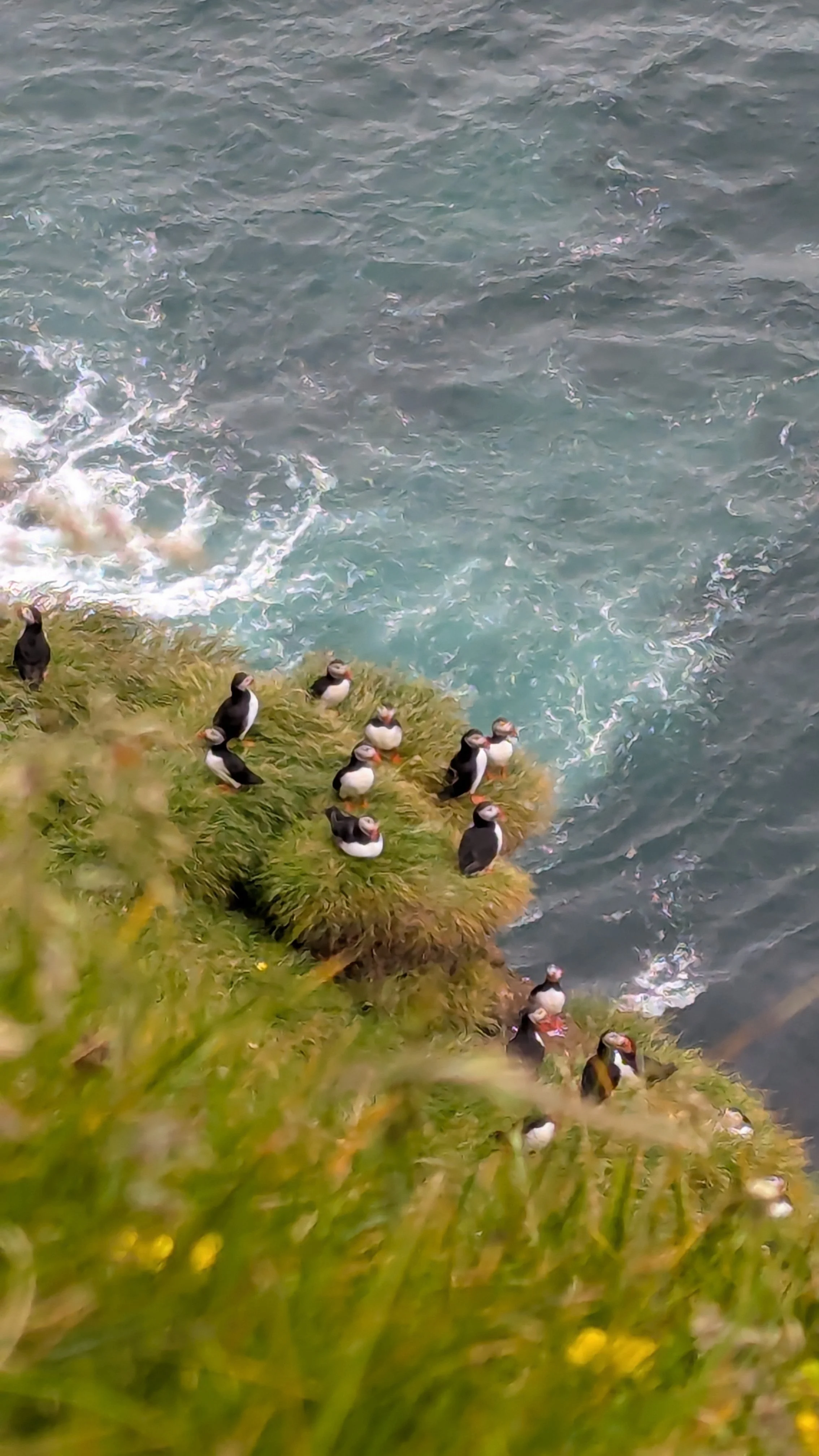 More puffins!