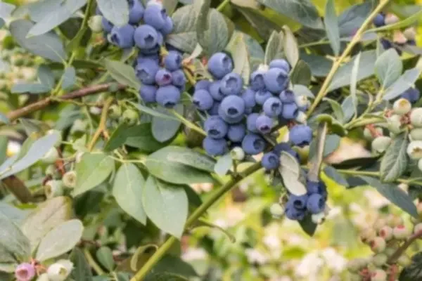 Indiana native plant of the month - January