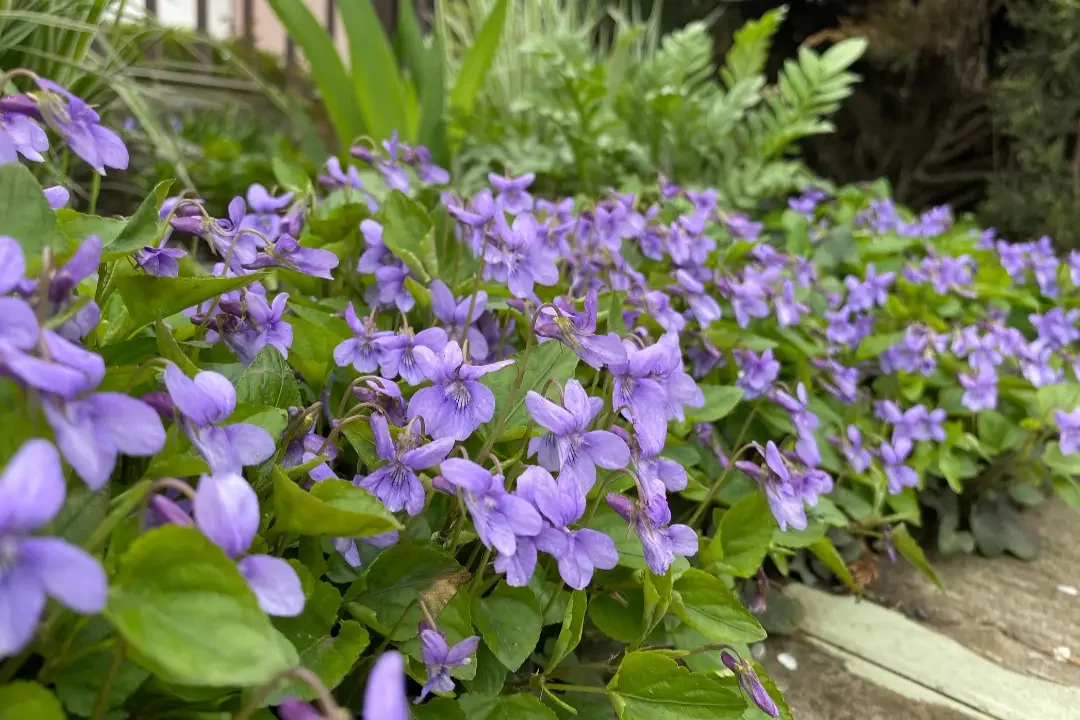 indiana native plant of the month - march