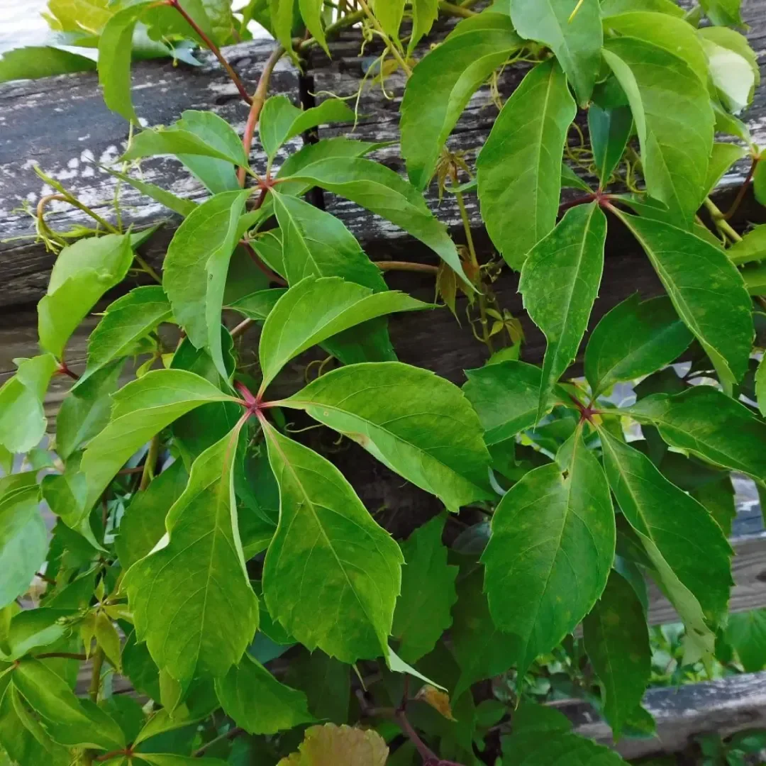 indiana native plant of the month - may