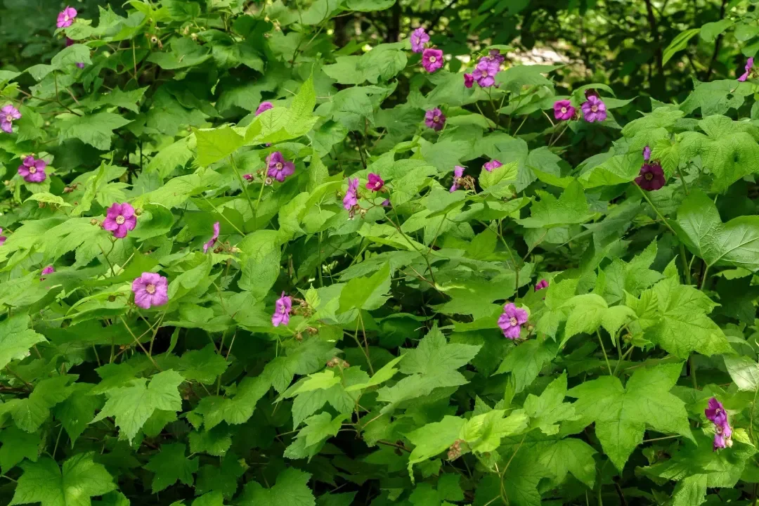 indiana native plant of the month - july