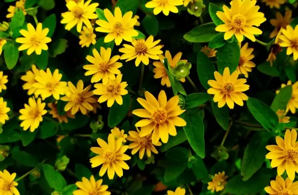 indiana native plant of the month - august