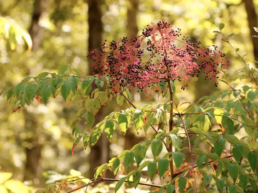 indiana native plant of the month - september