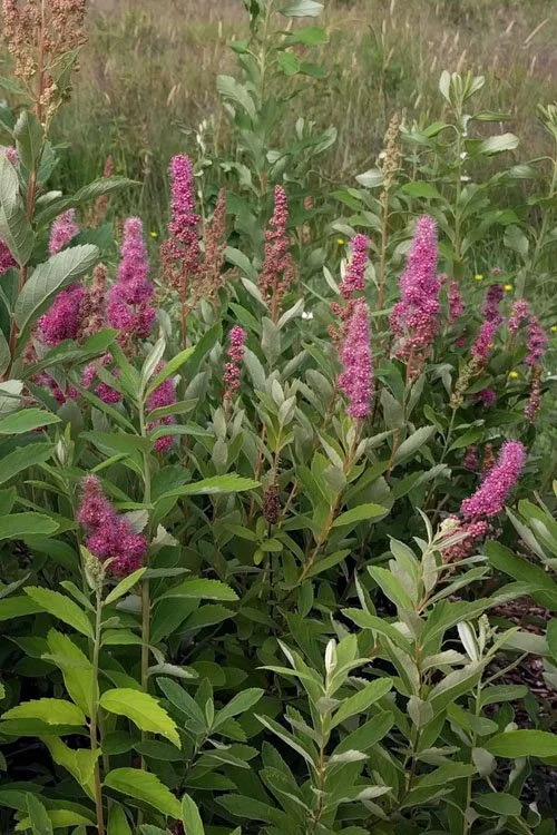 Indiana native plant of the month - november