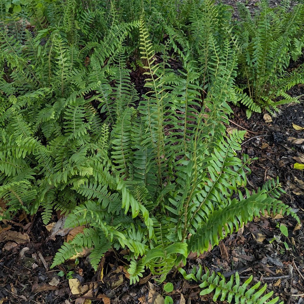 indiana native plant of the month - december