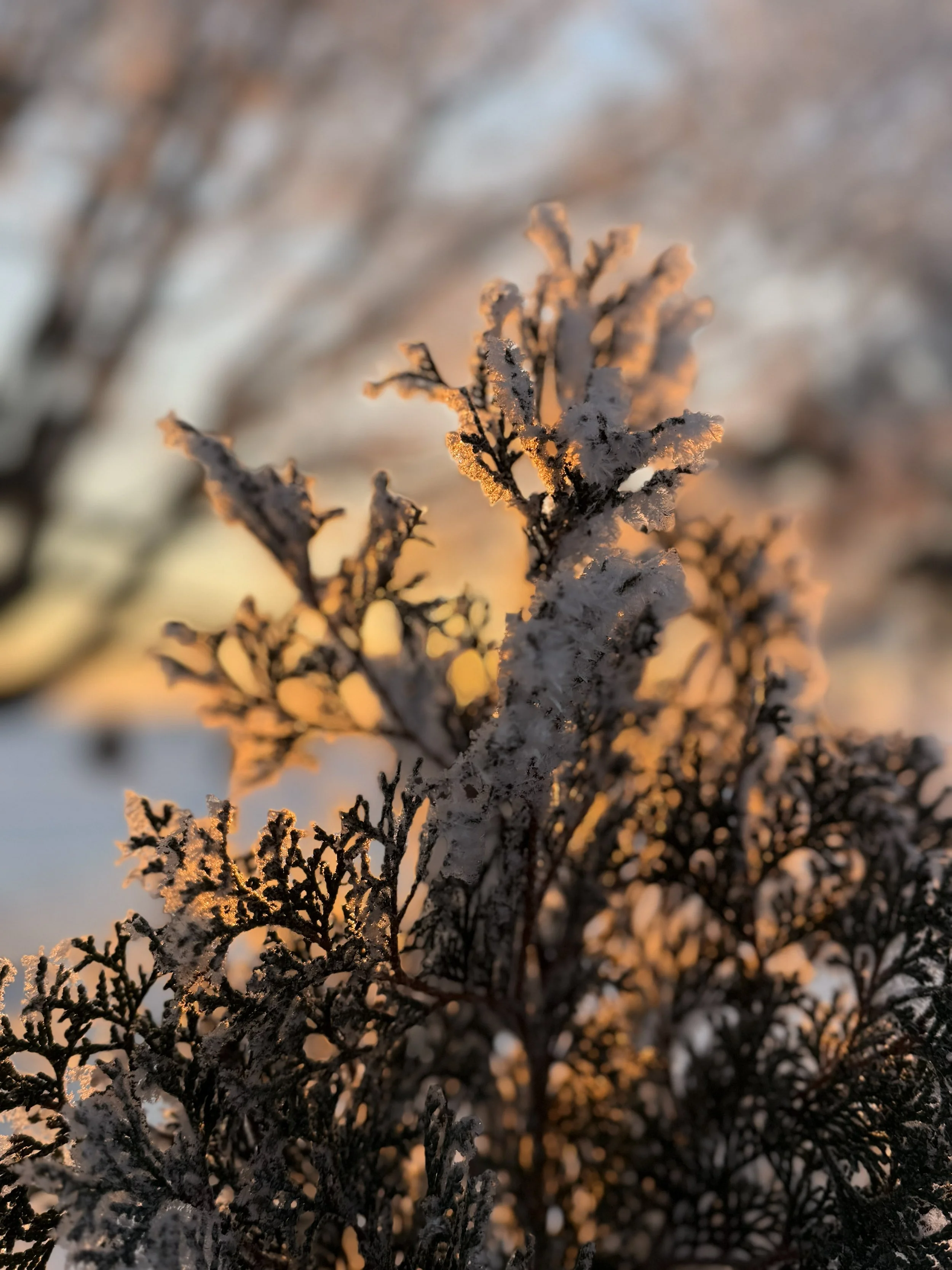 the green light guide - january 2026