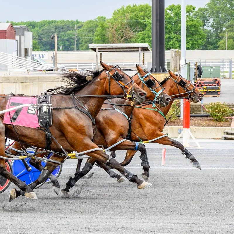 Harrington Raceway Harness Picks & Analysis | Harness Elite — Harness Elite