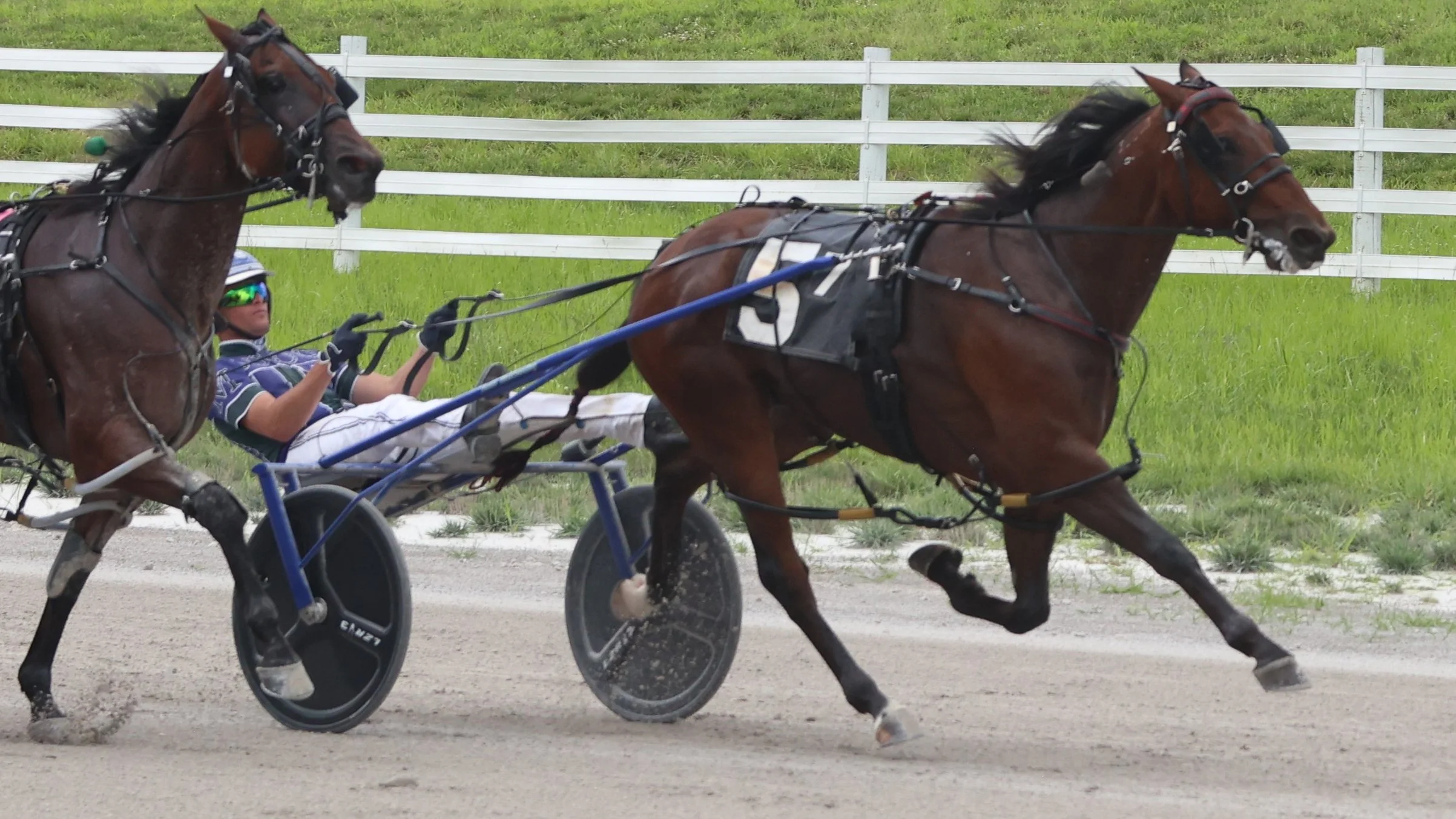 Oak Grove Harness Picks, Tipsheets & Odds | Harness Elite — Harness Elite