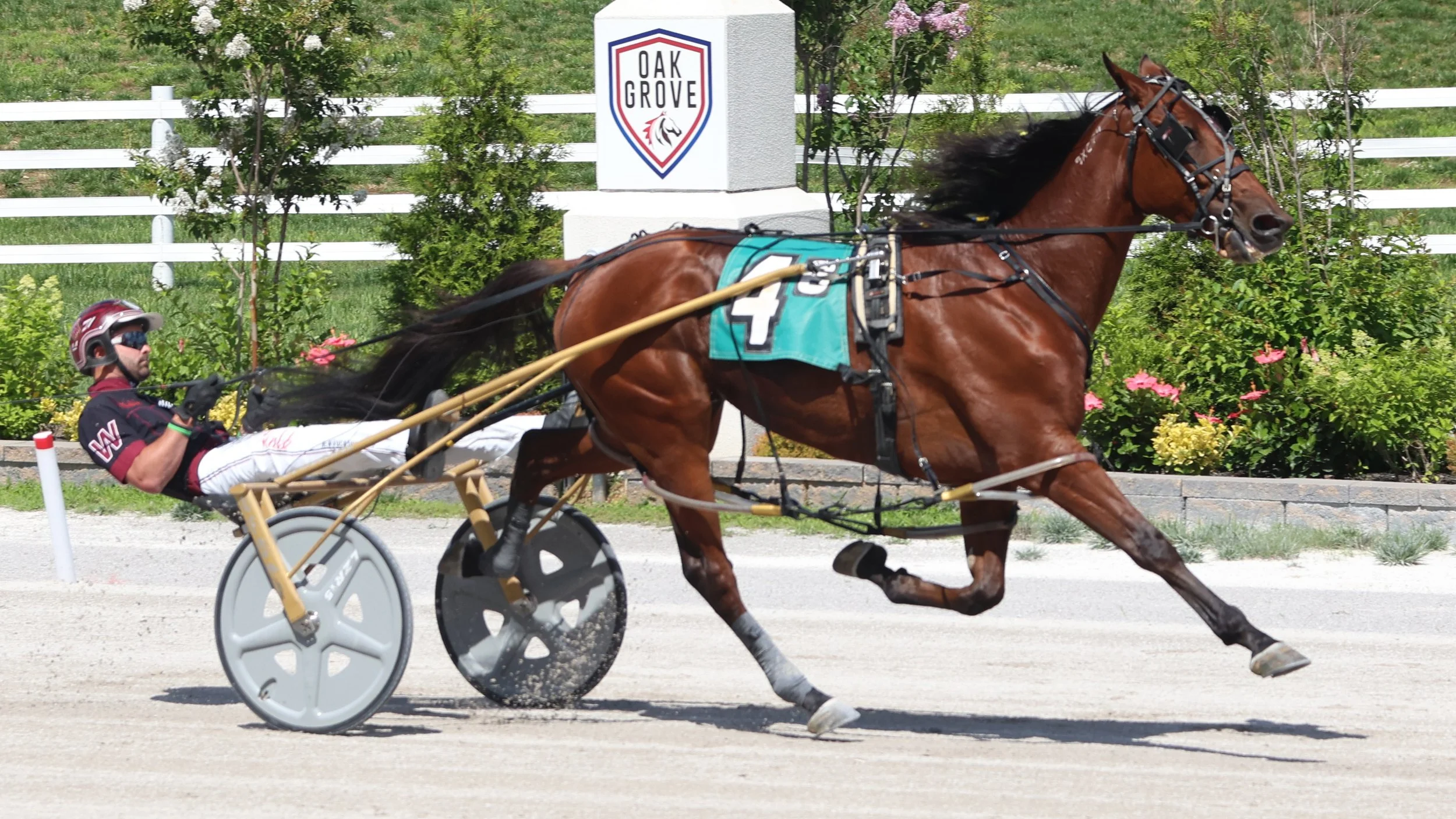 Oak Grove Harness Picks, Tipsheets & Odds | Harness Elite — Harness Elite
