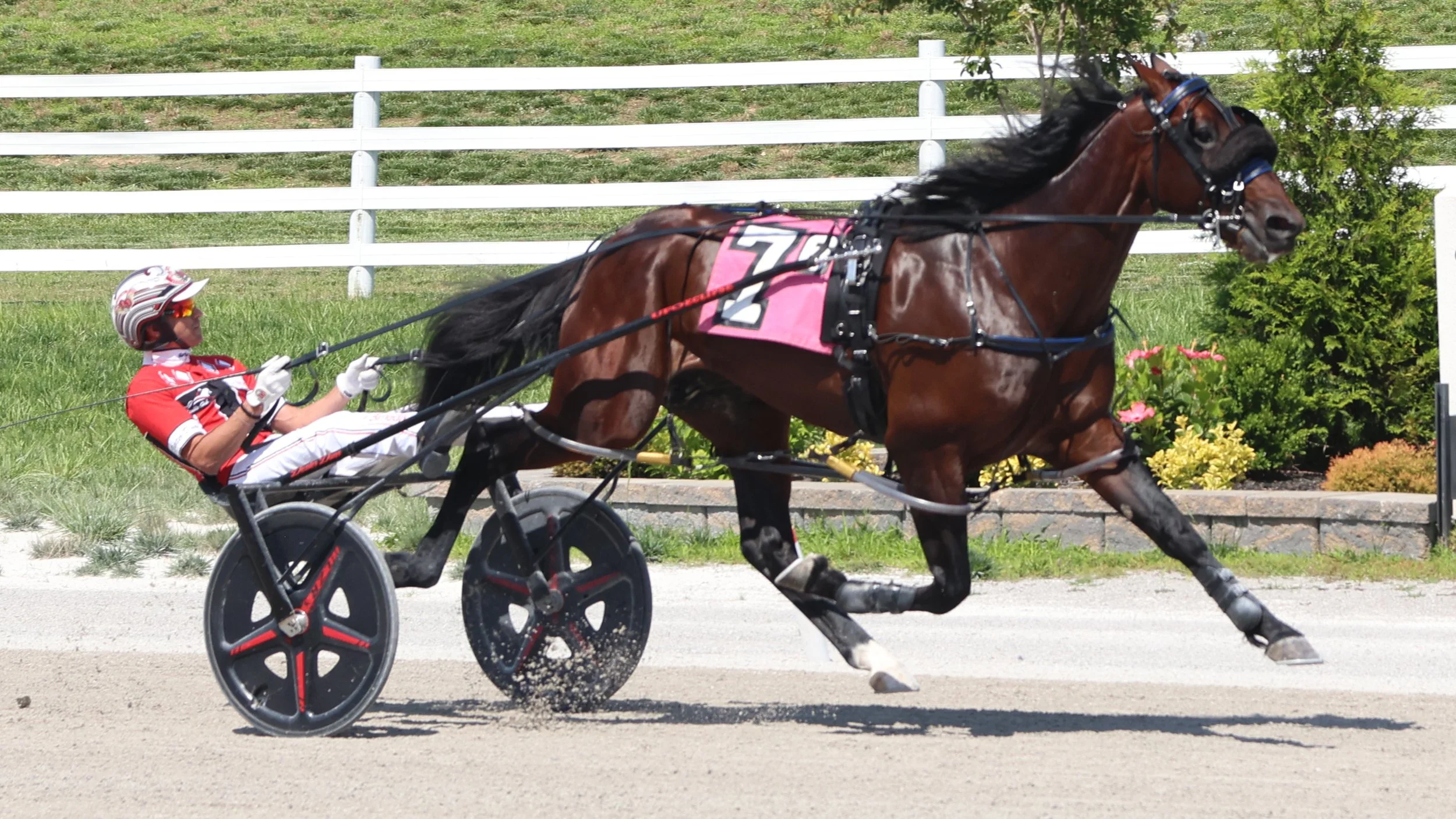 Oak Grove Harness Picks, Tipsheets & Odds | Harness Elite — Harness Elite