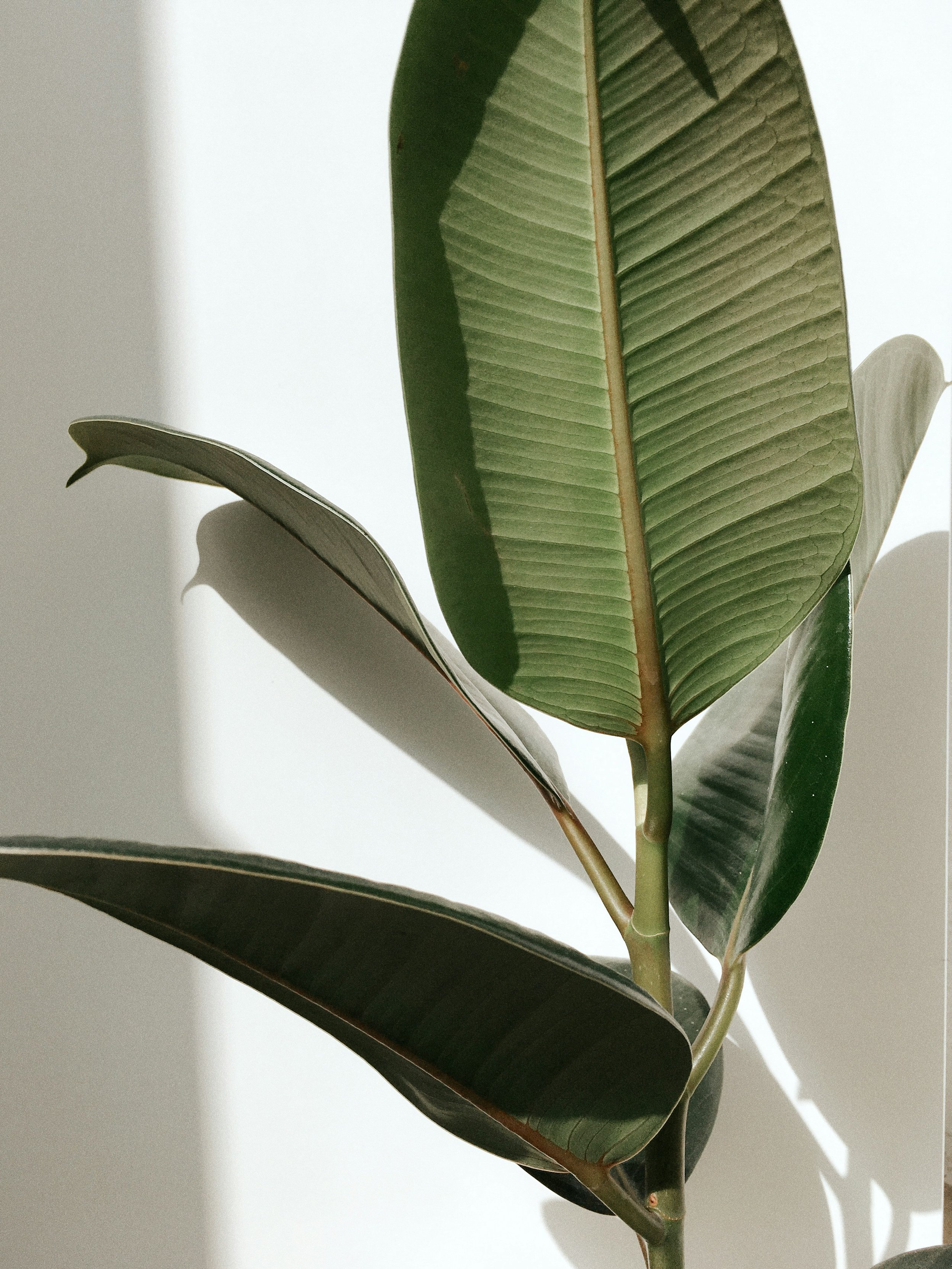 Close-up of large green leaves of a houseplant with sunlight casting shadows on a white wall.