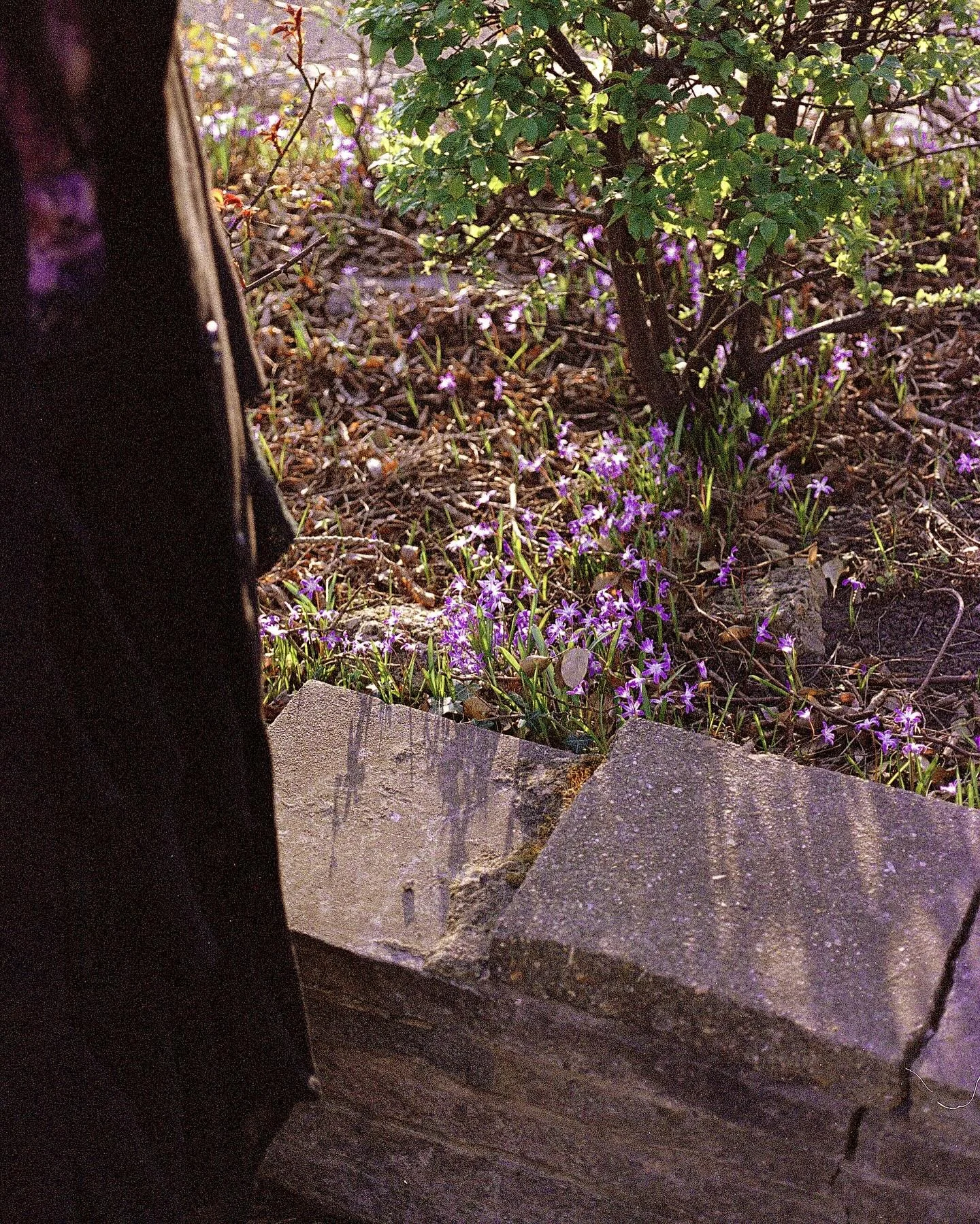 From 'An Elegy'

📸 myself and @_.neeb 

#gothic #gothicfashion
