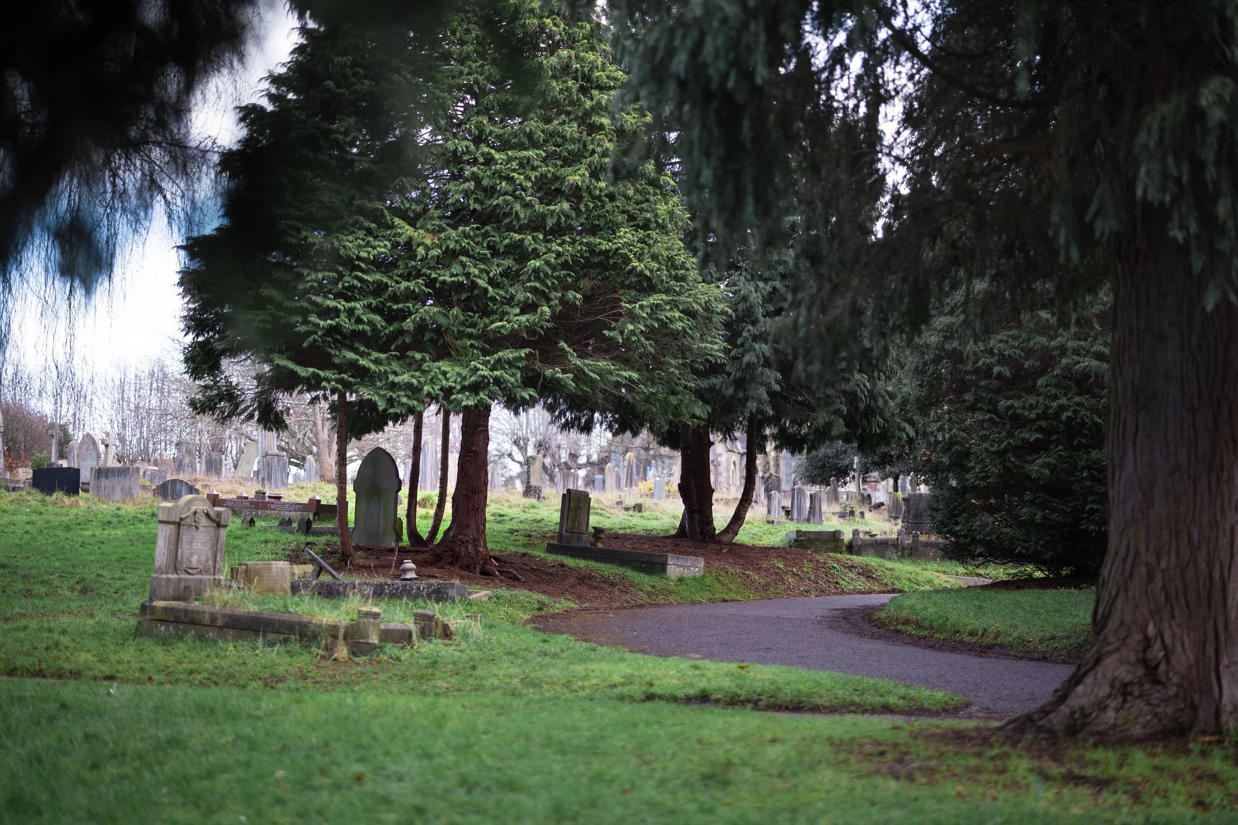 Between Two Trees.JPG