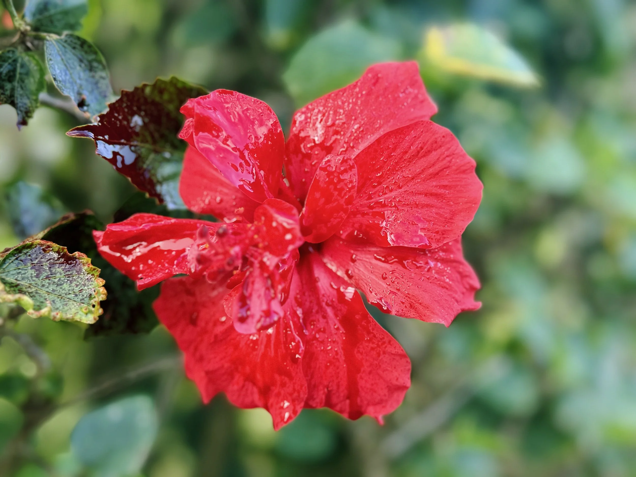 BLOOD FLOWER RED copy.jpg
