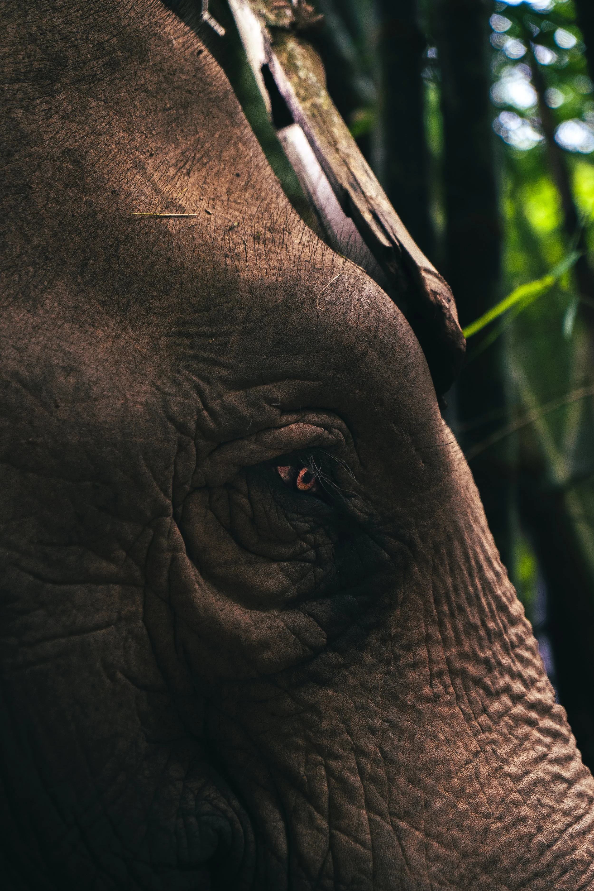 KAO YOI (2 sur 3).jpg