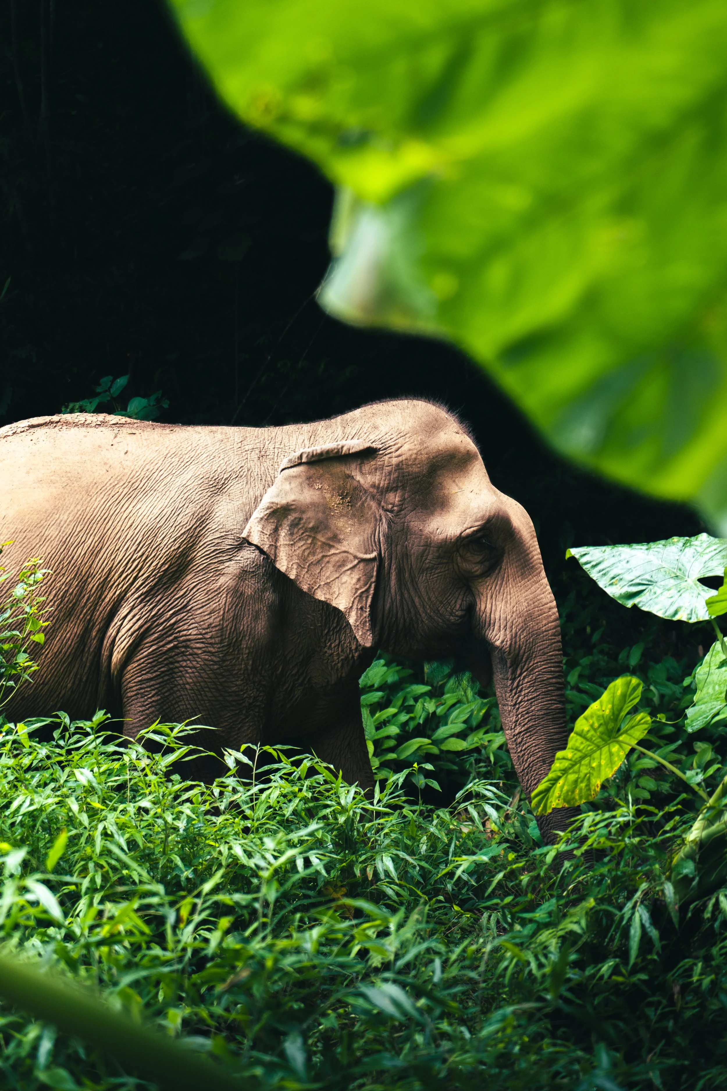 KAO YOI (1 sur 3).jpg