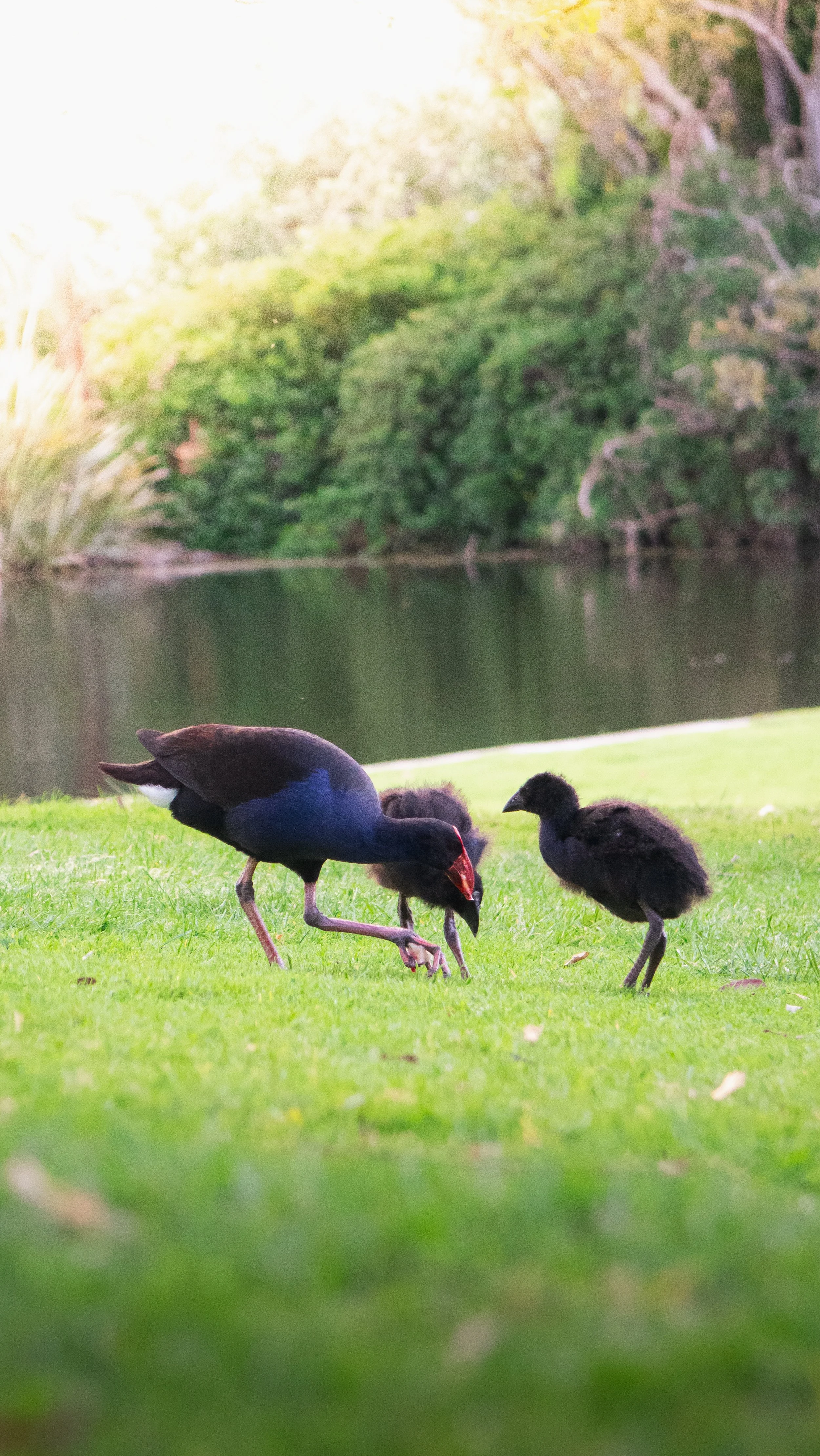 Royal Parc (10 sur 10).jpg