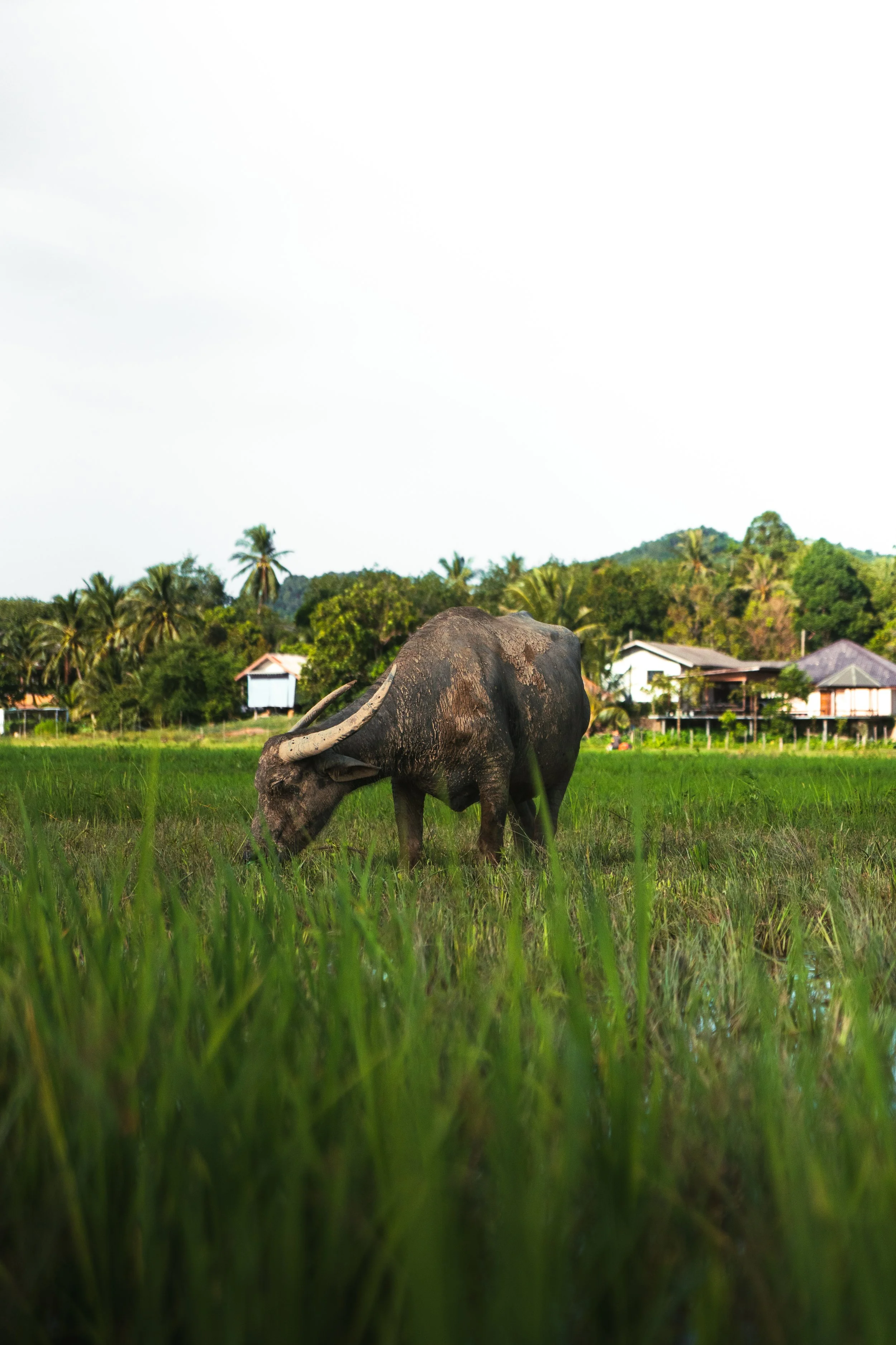 KAO YOI (5 sur 5).jpg