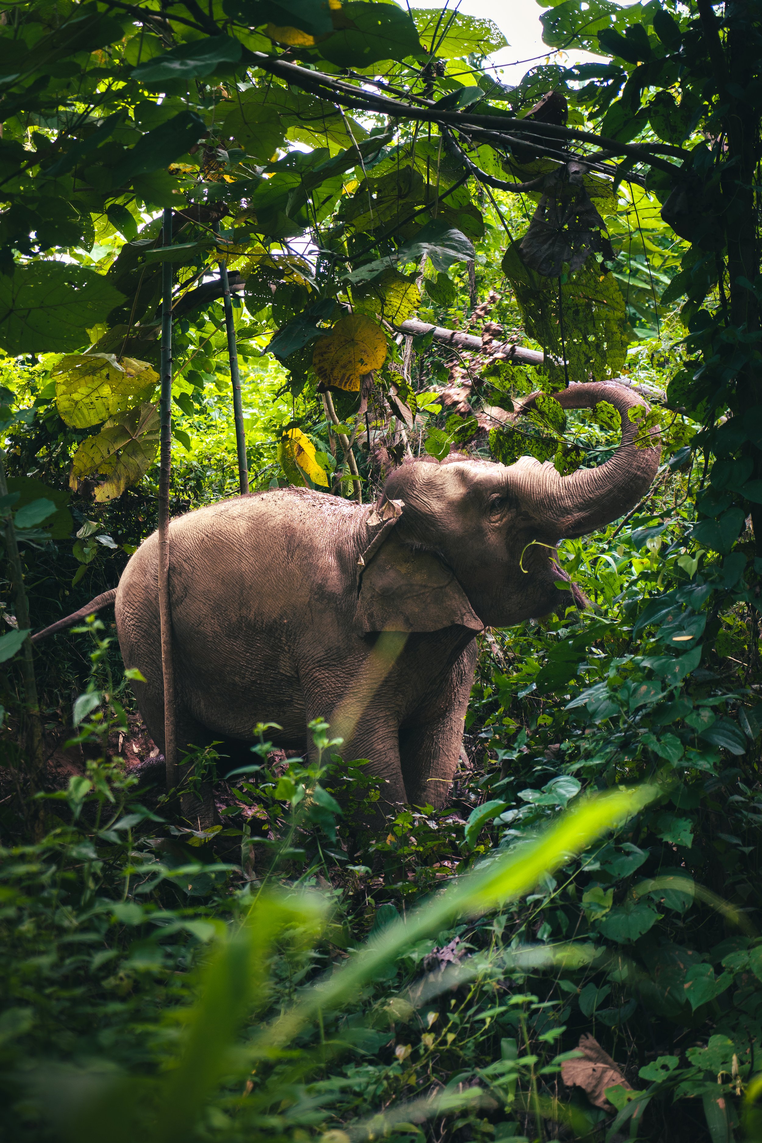 KAO YOI (3 sur 3).jpg