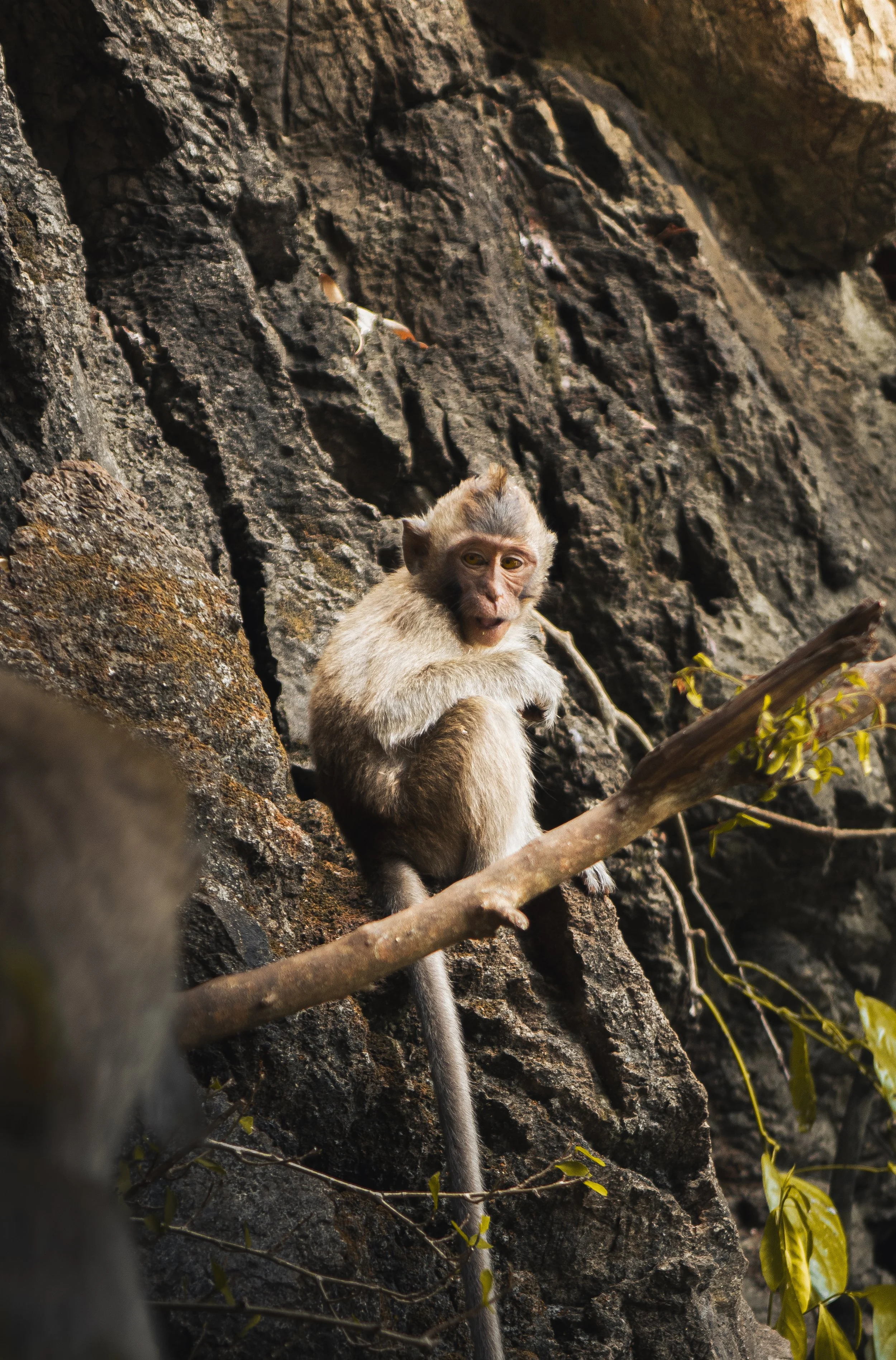 tiger cave (3 sur 4).jpg