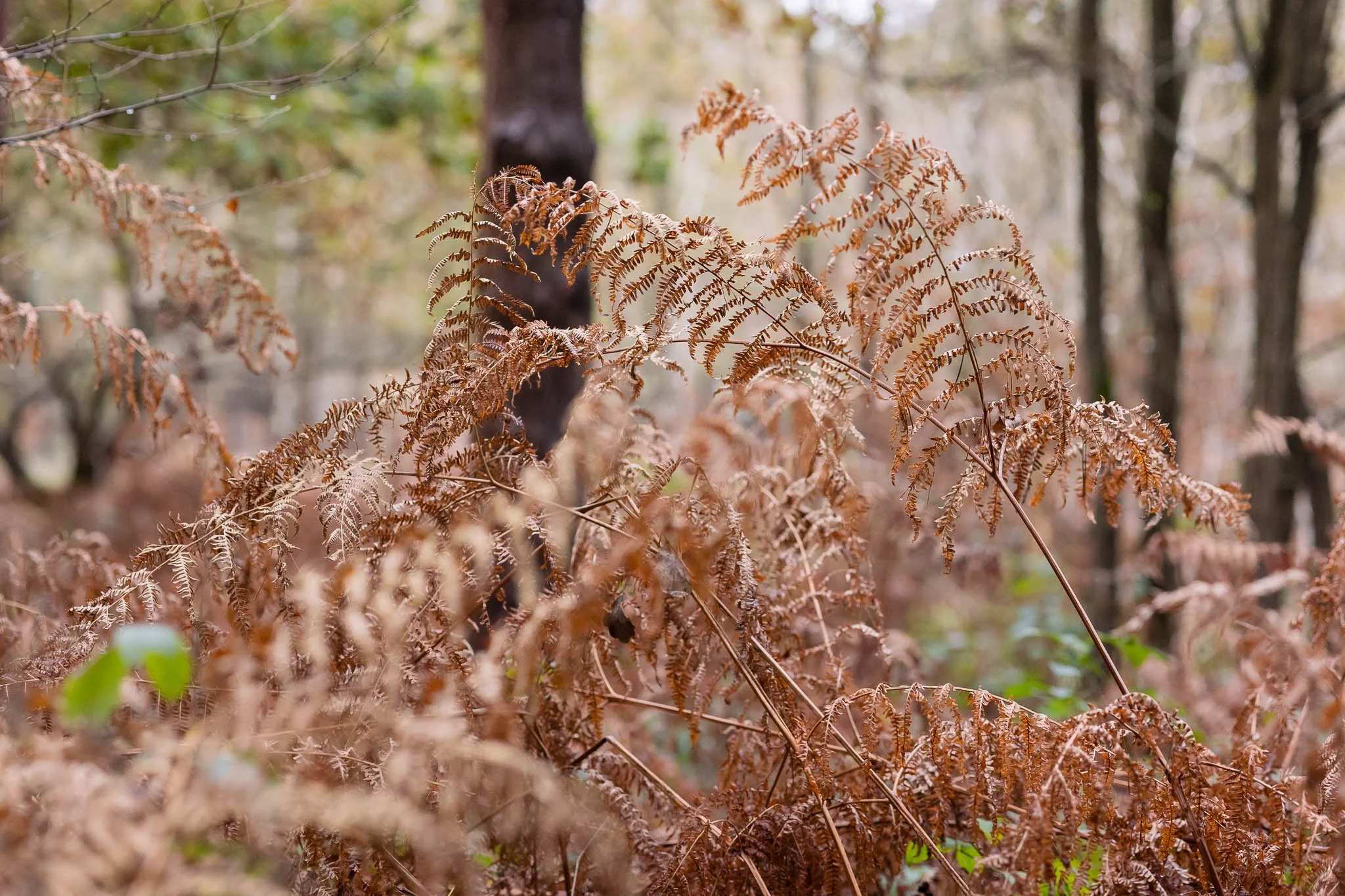 photography of maker in sussex - woodworker-50.jpg