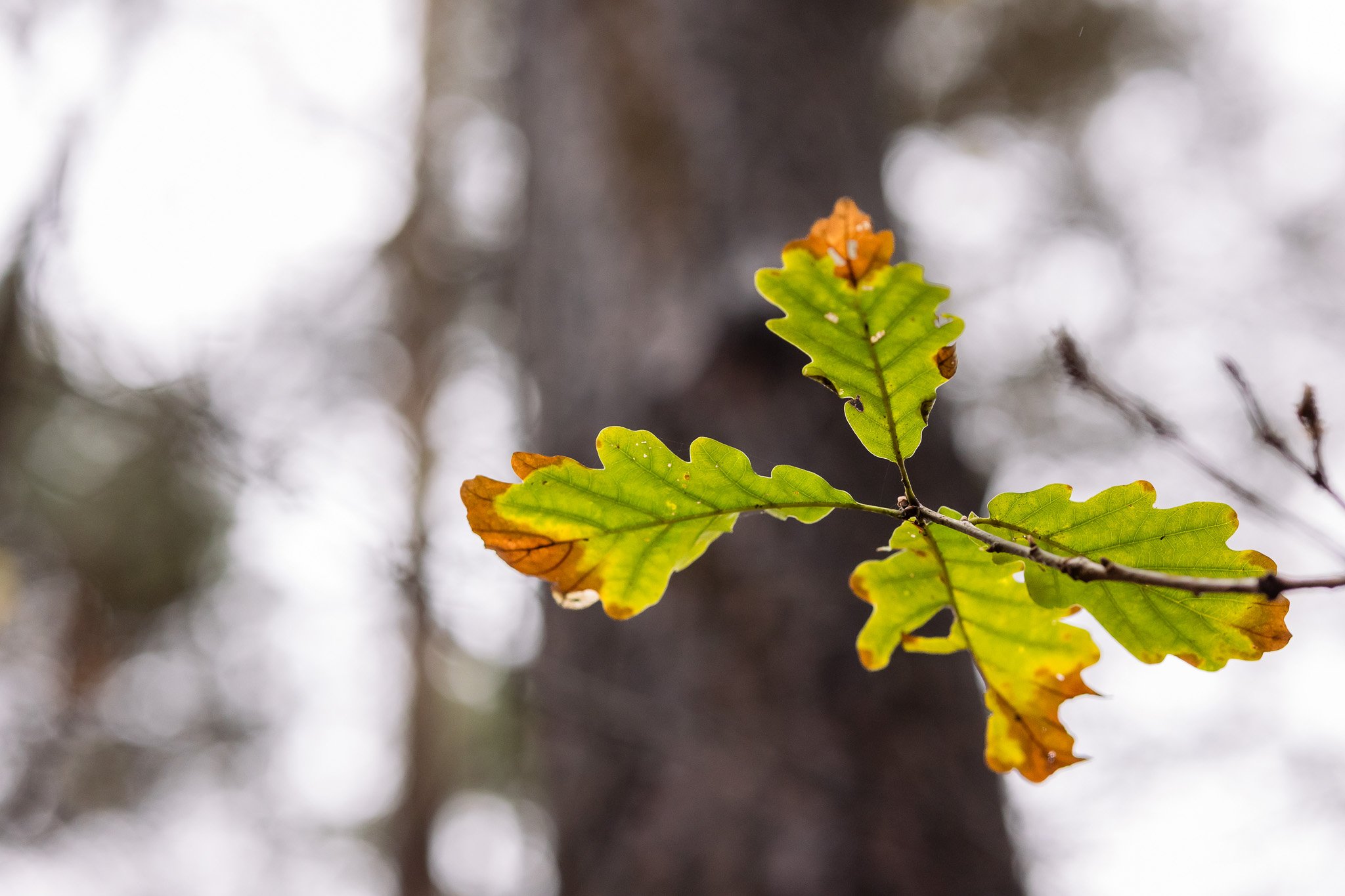 photography of maker in sussex - woodworker-49.jpg