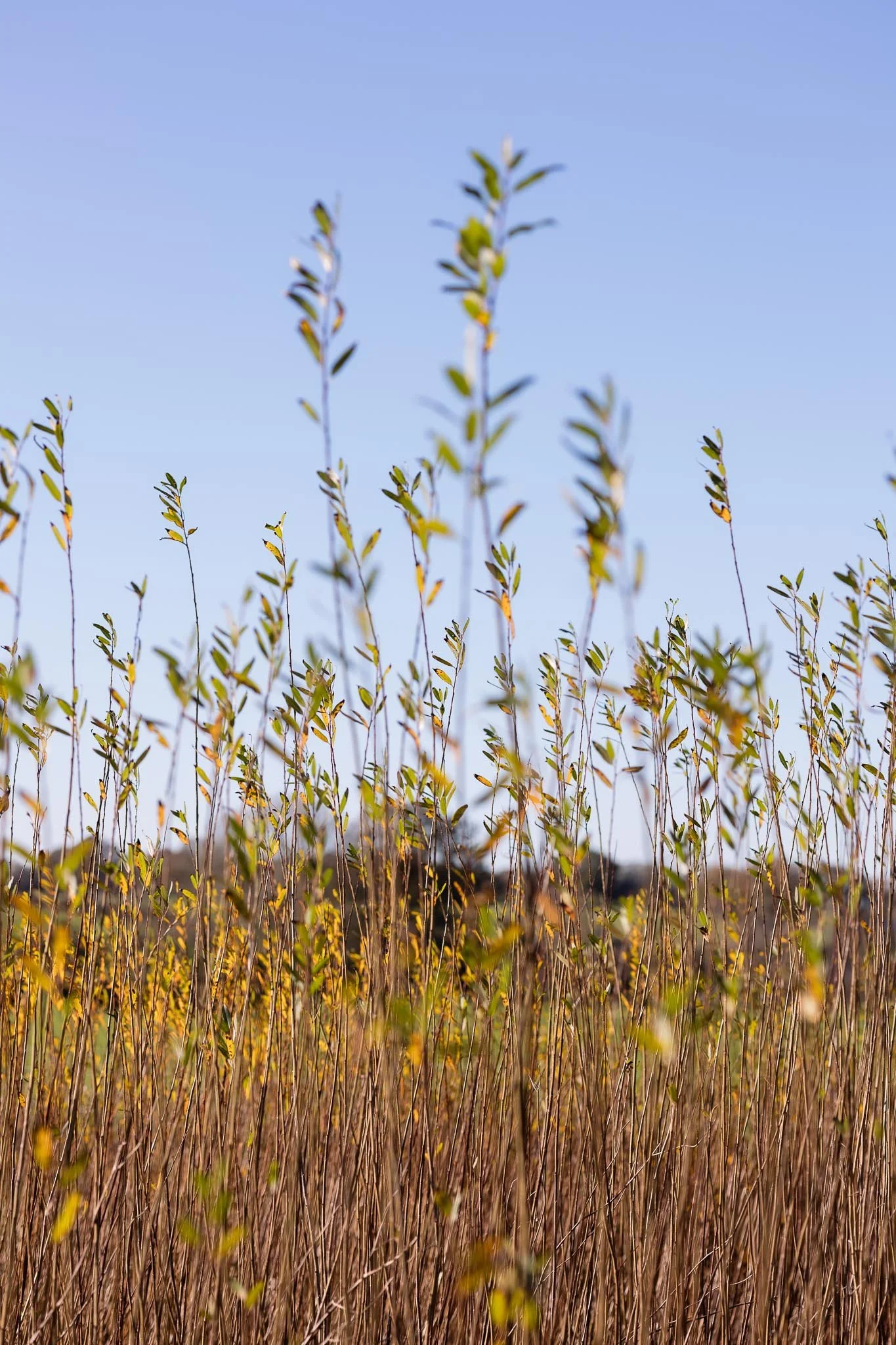 photography of maker in sussex - willow weaver-43.jpg