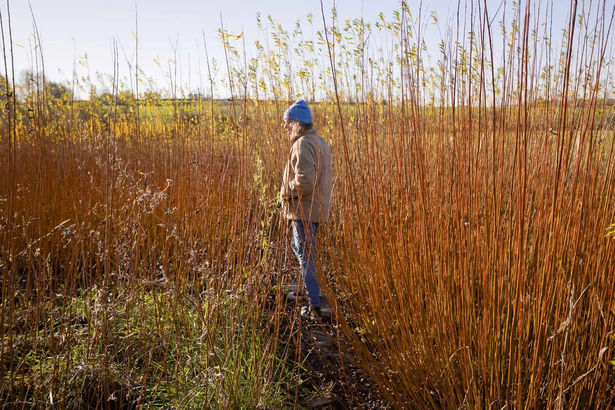 A willow weaver near Hastings