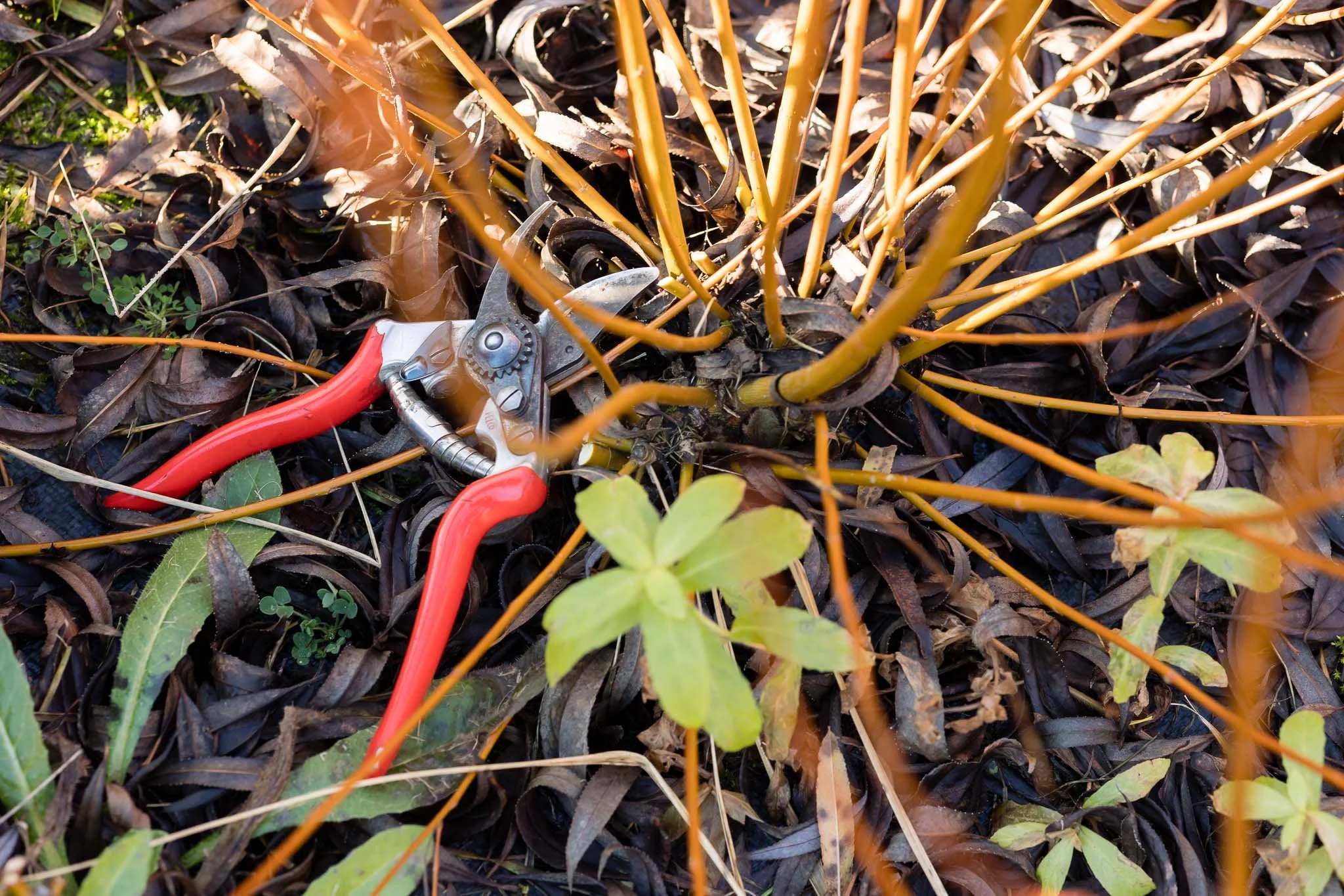 photography of maker in sussex - willow weaver-55.jpg