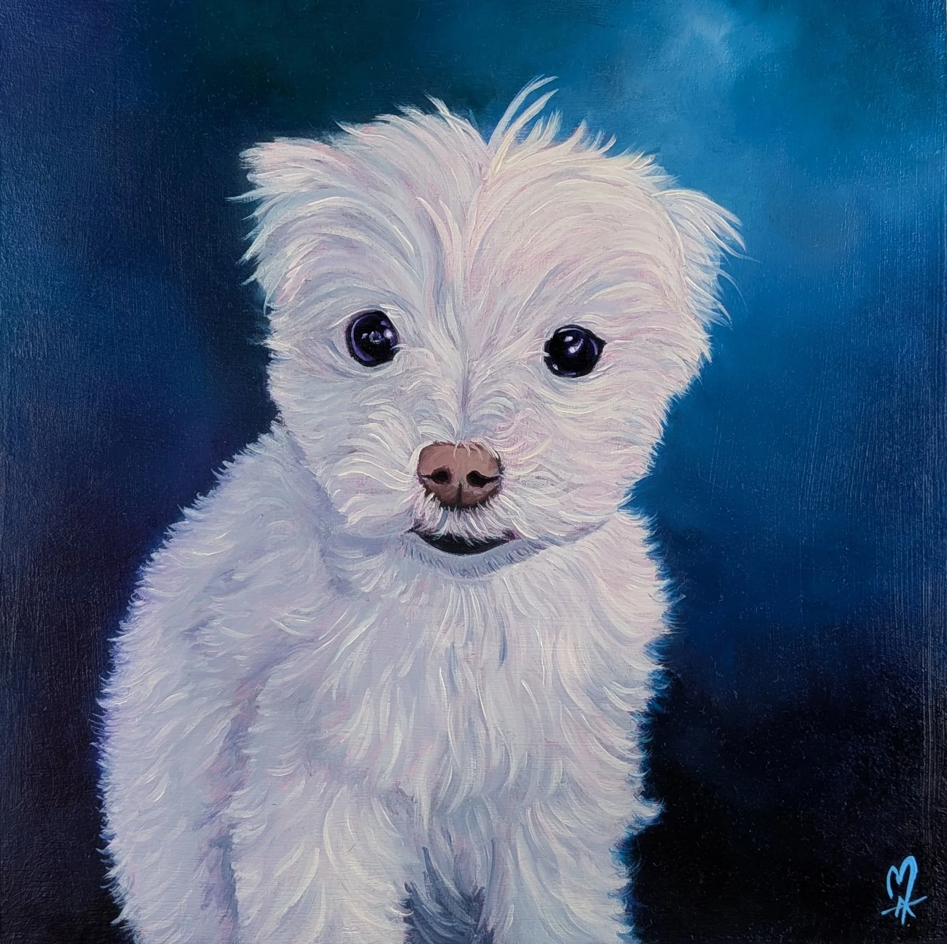 pet portrait dog bichon maltais