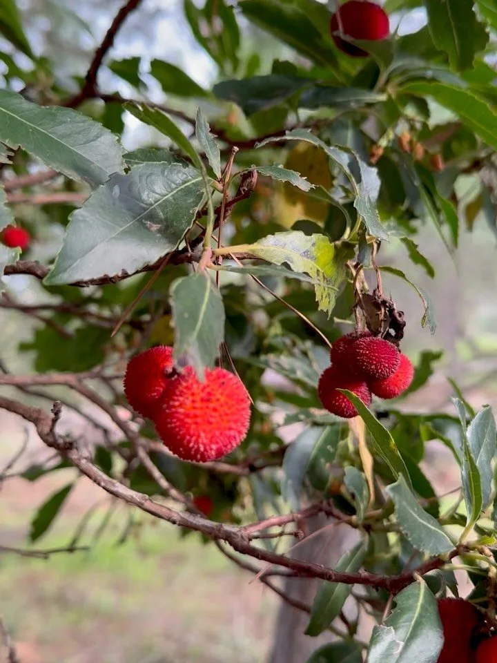 The &lsquo;Strawberry Tree&rsquo;* is the national tree of Italy. Not only does it grow well here in Sicily (and around the Mediterranean) but the green leaves, white flowers and red fruits are reminiscent of the Italian flag 🇮🇹 

A 19th century It