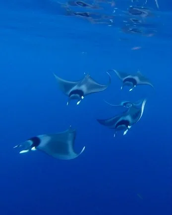 モルディブの青い海を泳ぐ魚の群れ