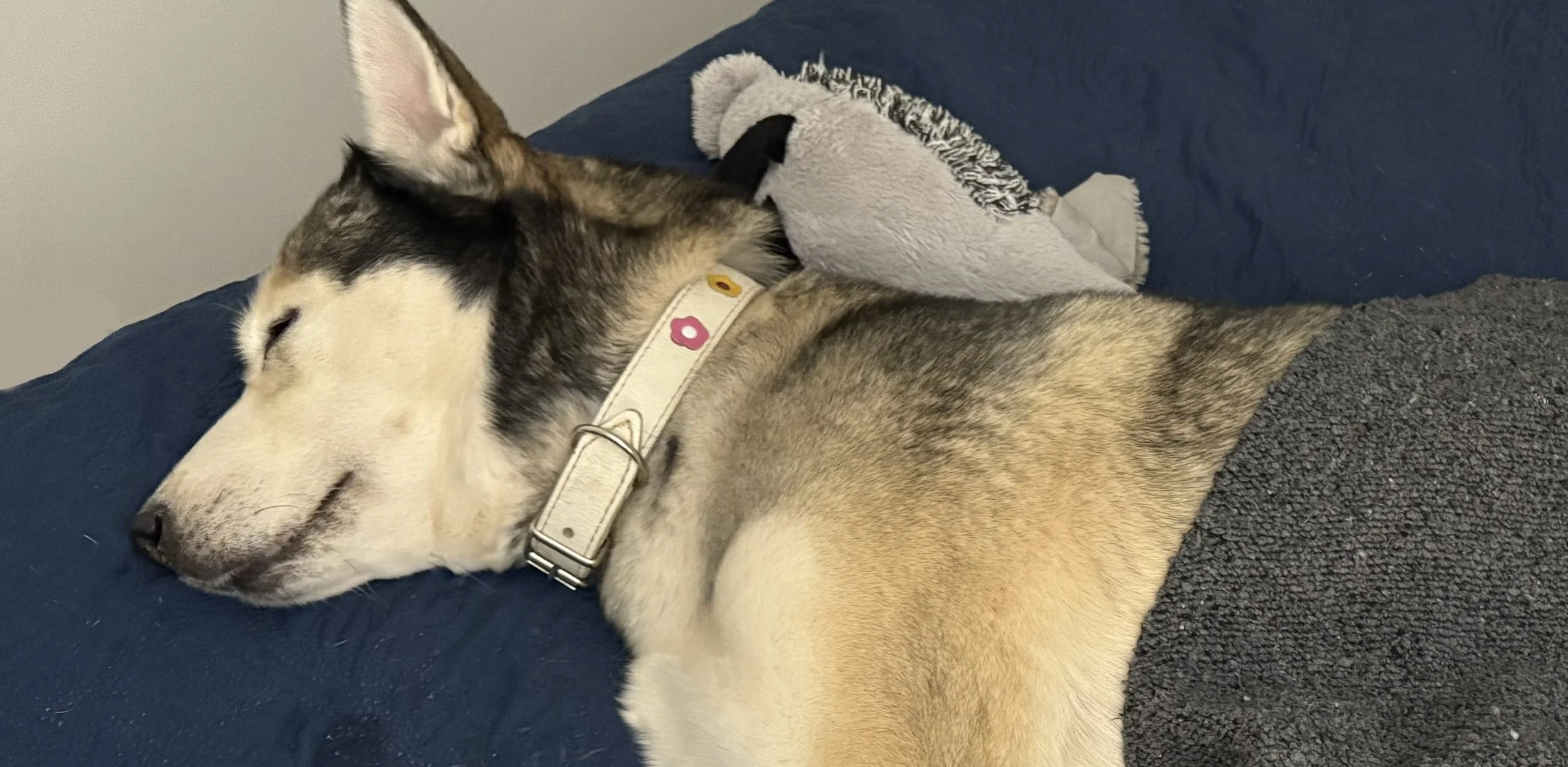 A Siberian Husky sleeps with her favorite duck toy.