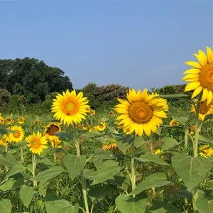 I've a Big Surprising Secret to Share, That Will Make You Happy for Me.