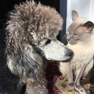 How to Overcome Toxic Mindsets With One Simple Phrase