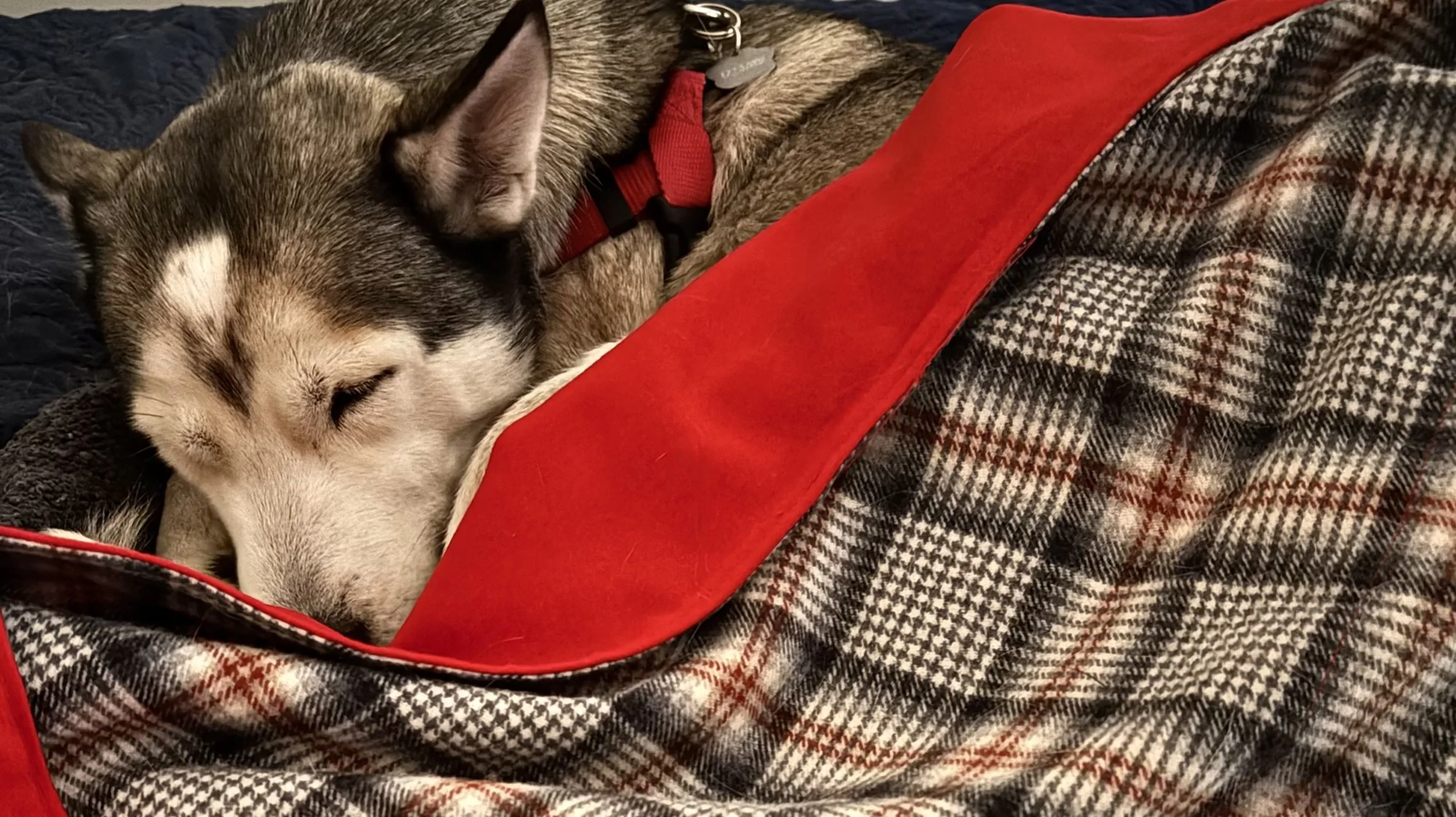 Huskey Stella cuddled up with her new red, black, and grey throw.