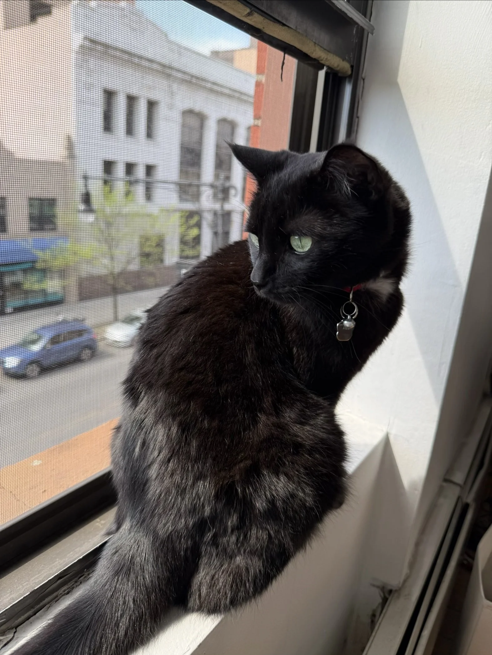 A black cat sits on a windowsill overlooking a street.