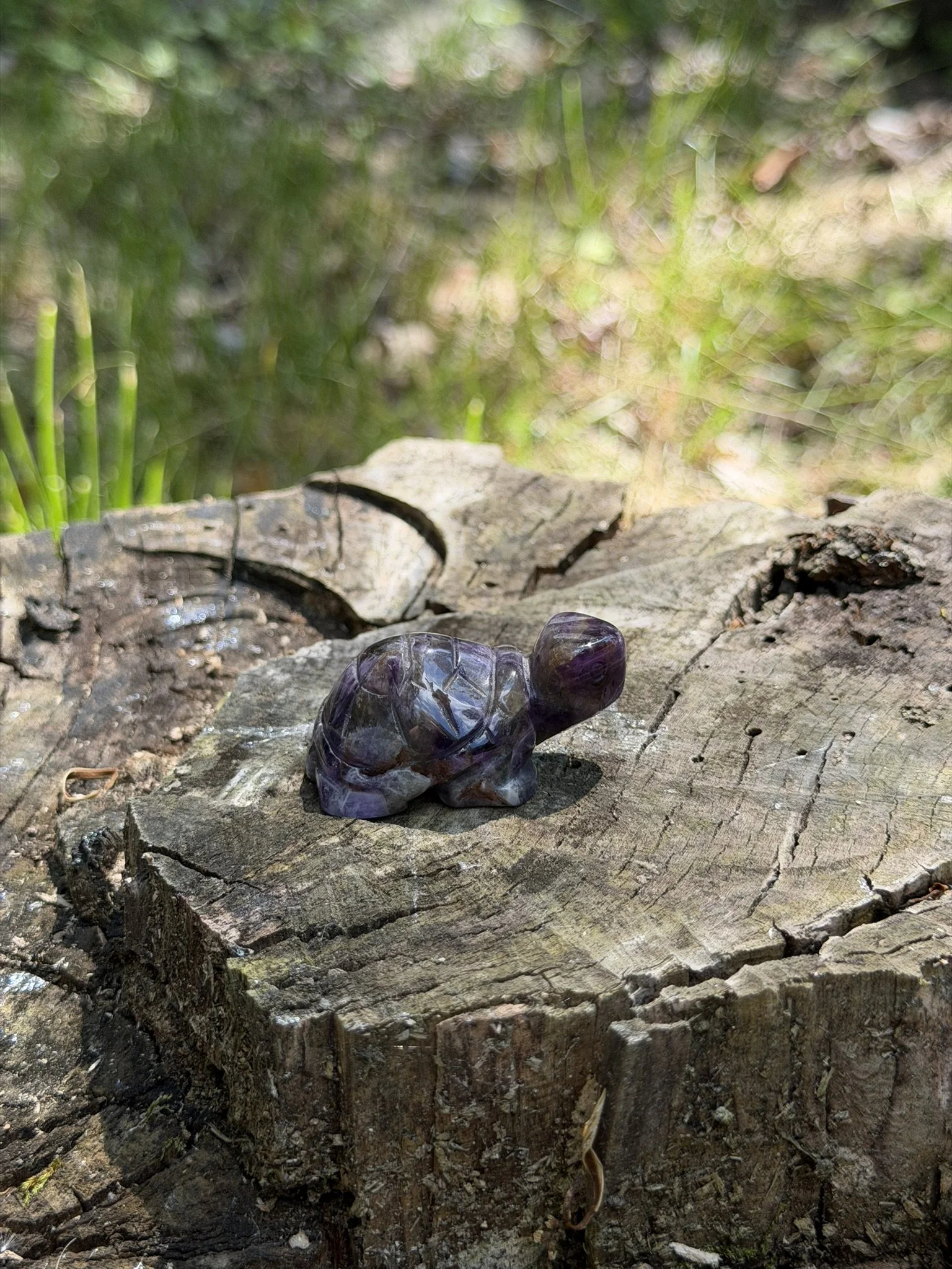Turtle Amethyst.v3.JPEG