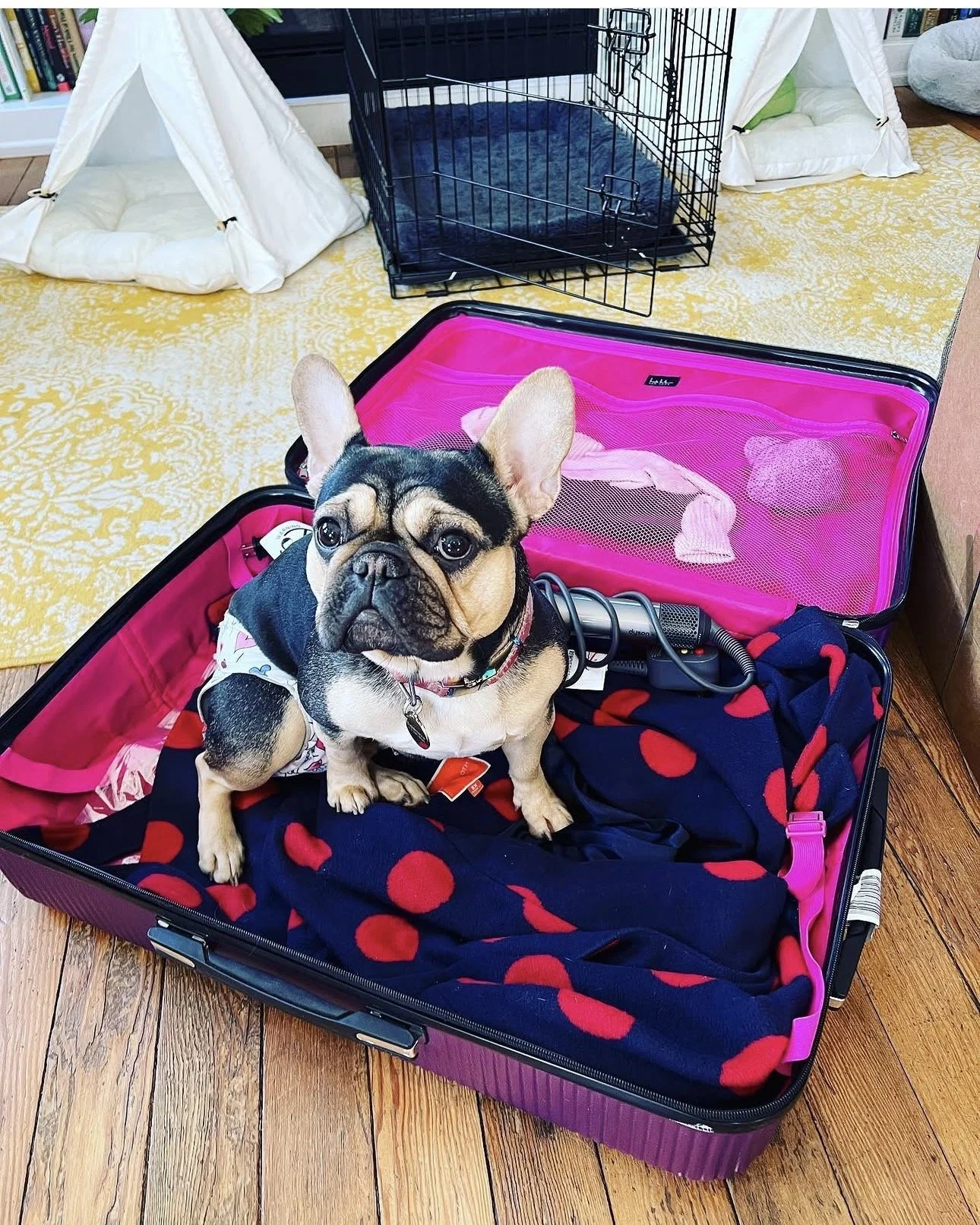 A small French Bulldog sitting inside an open pink suitcase with red polka dots. The suitcase contains a black and red blanket, a hairdryer, and a harness. In the background, there is a black wire pet crate, a beige teepee with a cushion inside, a yellow patterned rug, and a white bean bag chair. The setting is a cozy room with wooden flooring and some shelves with books.